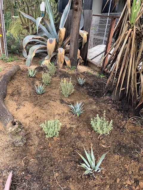 Plant planting expedition