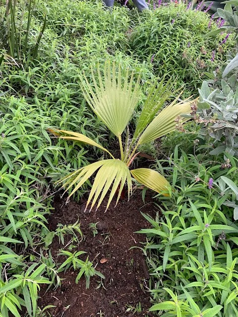 Plantings!