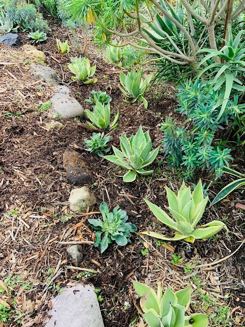 New year, (more) new plants!