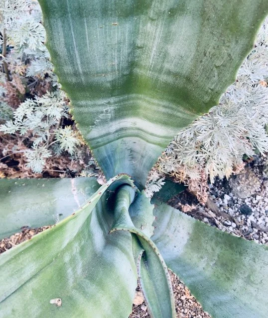 New plants, new plans