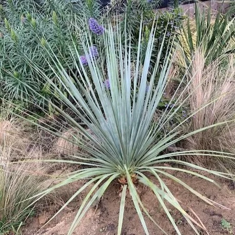 Plant Profile: Nolina nelsonii (Blue Nolina)