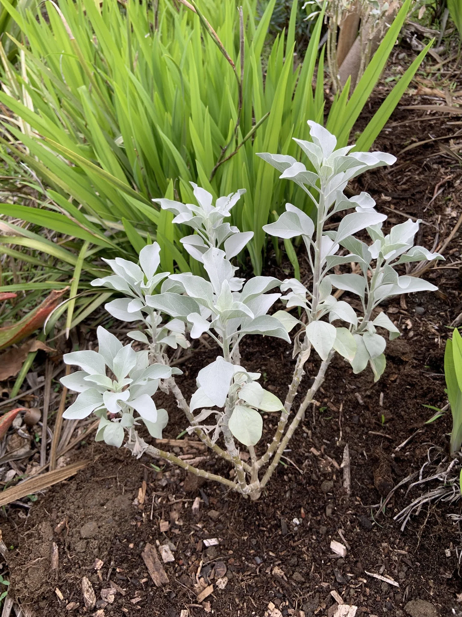 Plant Profile: Encelia farinosa (Brittlebush)
