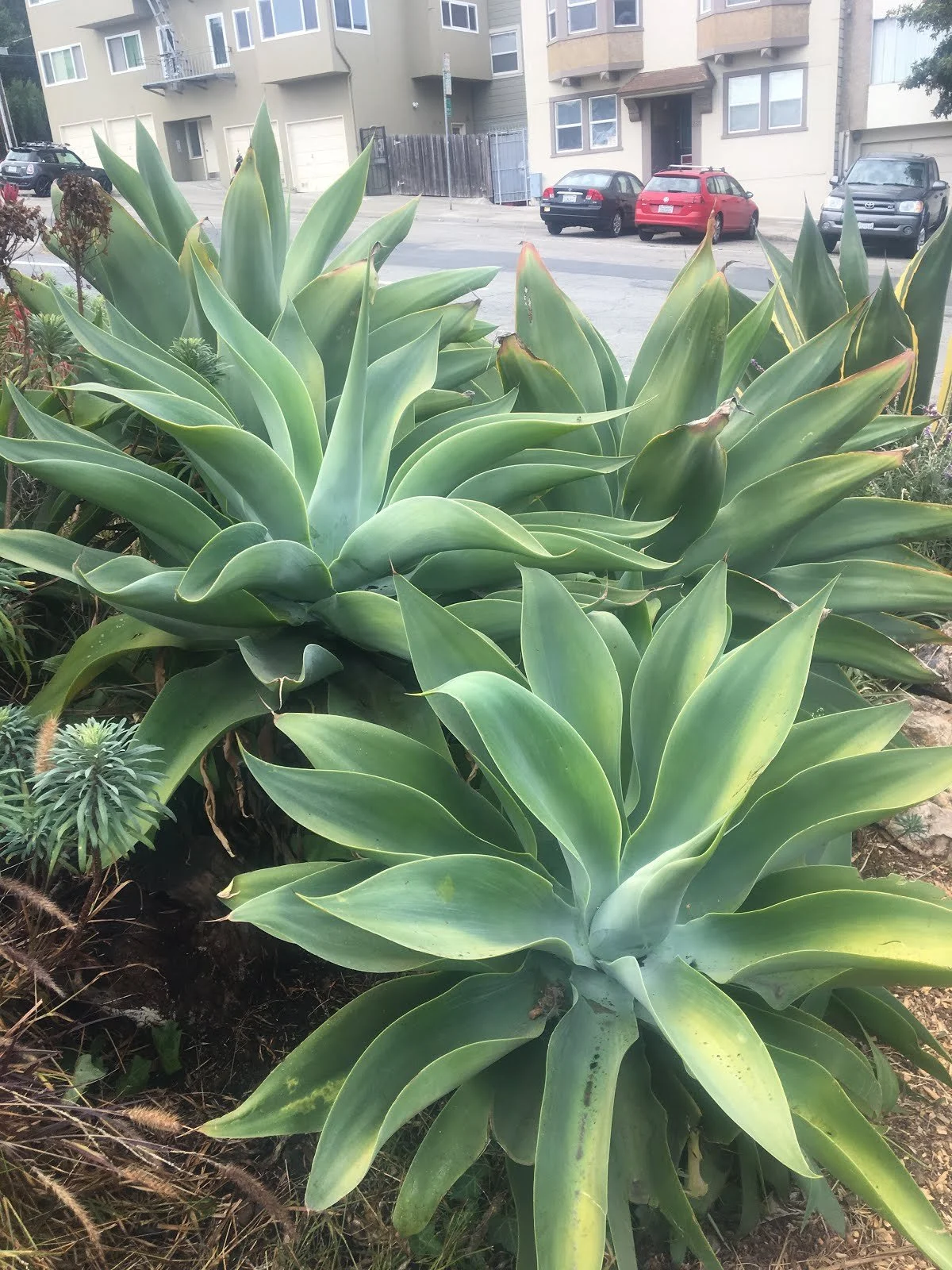 Plant Profile: Agave attenuata