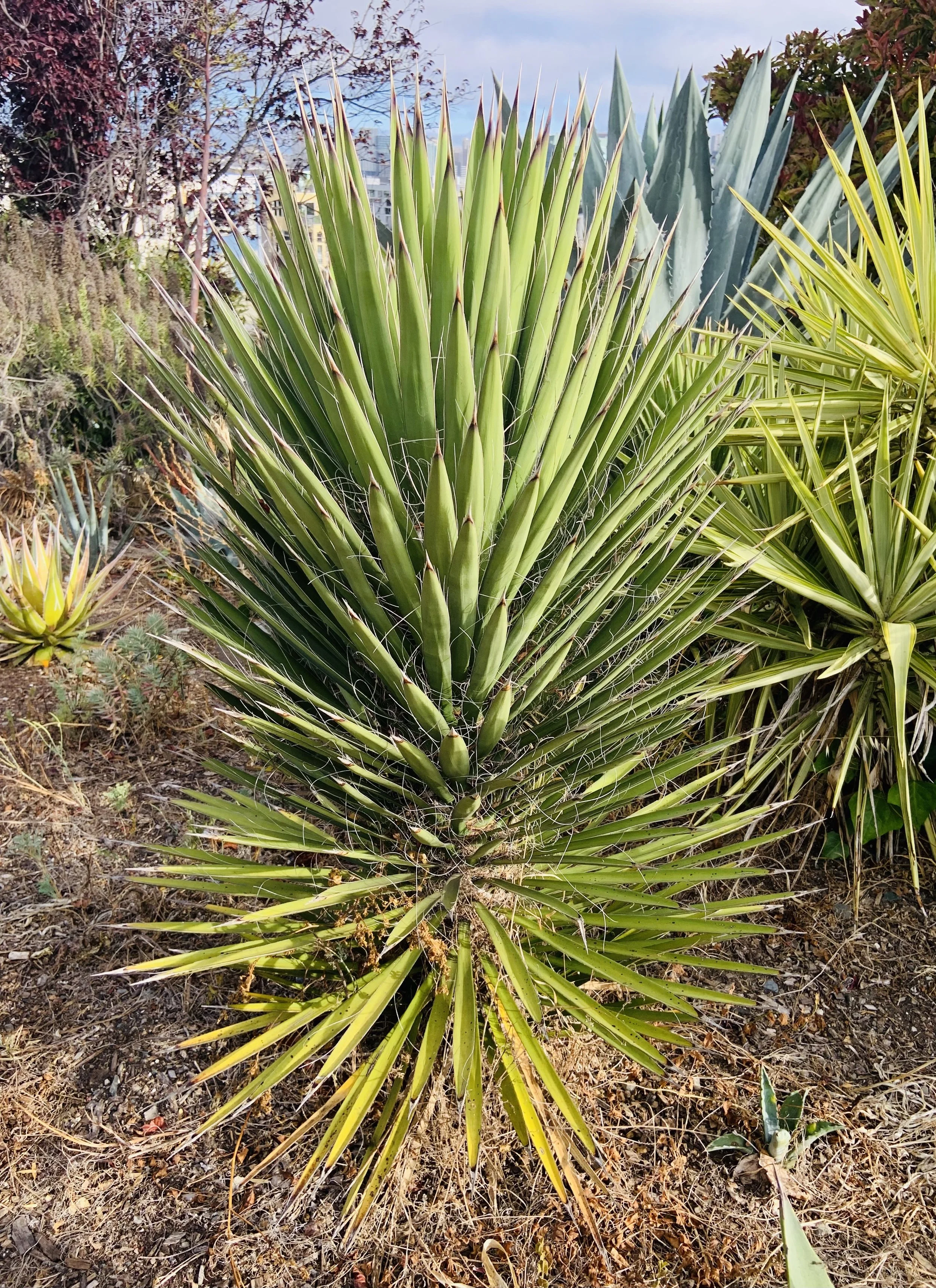 Plant Profile: Yucca filifera (Mexican Tree Yucca)