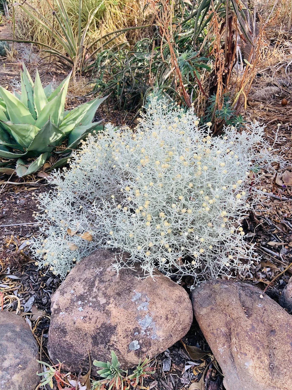Plant Profile: Leucophyta brownii (Cushion Bush) 
