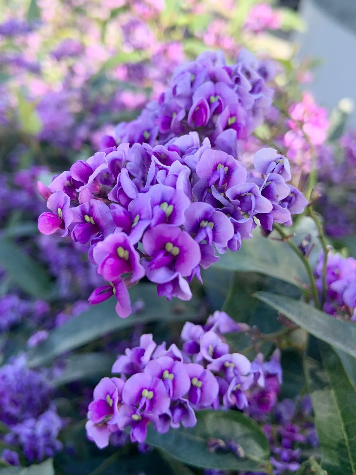 Plant Profile: Hardenbergia violacea (Purple Vine Lilac)