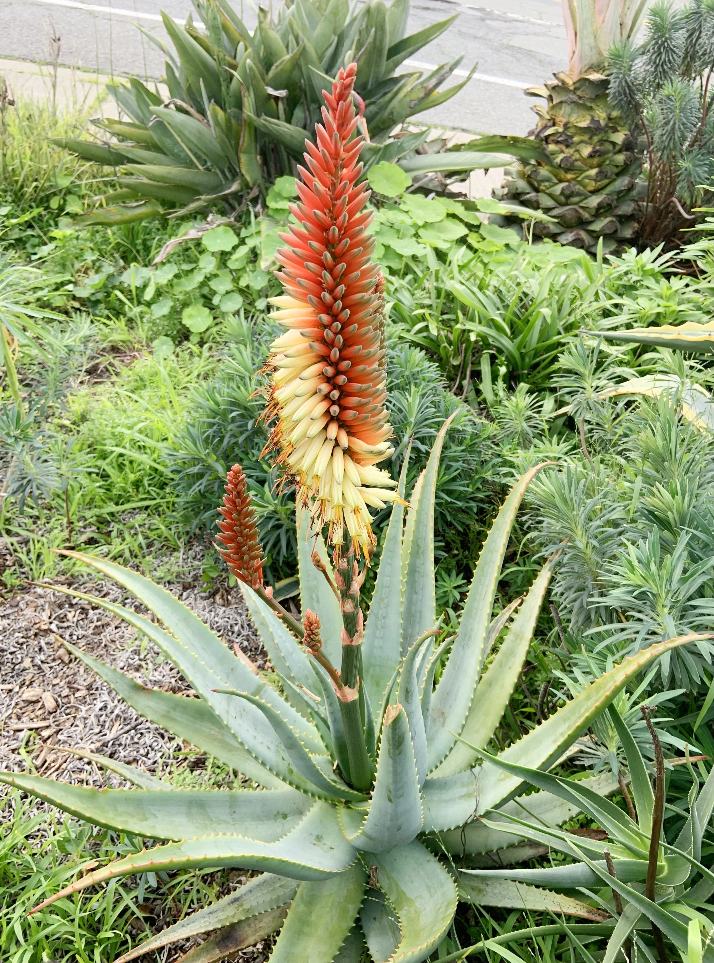 Plant Profile: Aloe "David Verity"