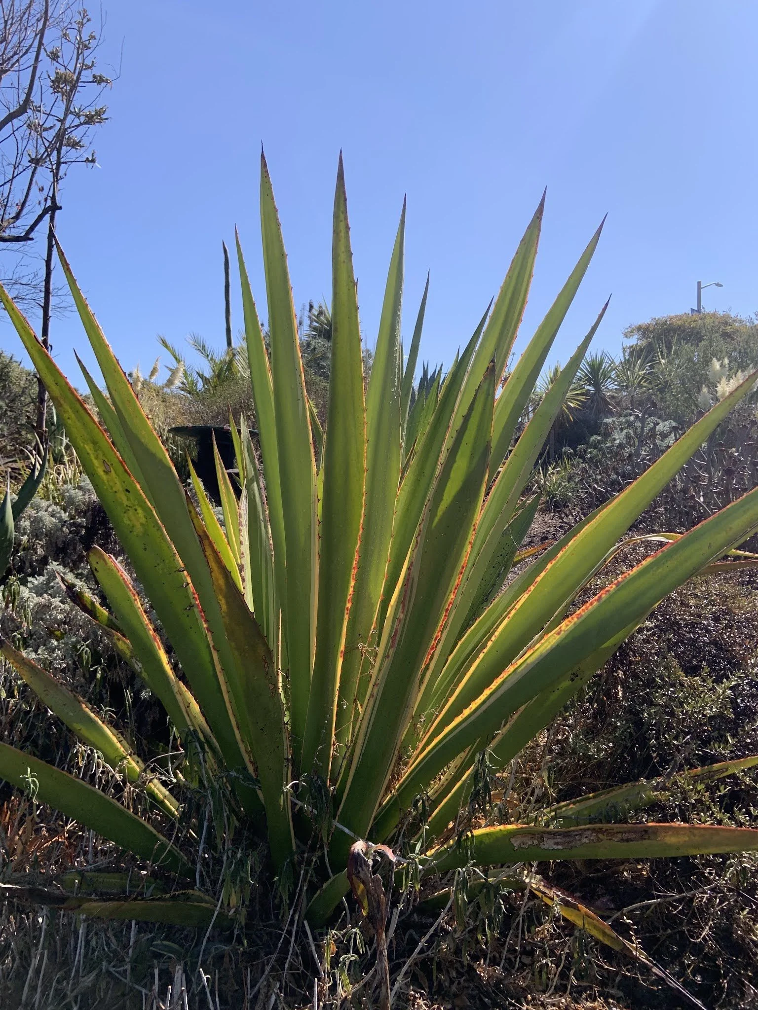 Plant Profile: Furcraea selloa marginata (Wild Sisal)
