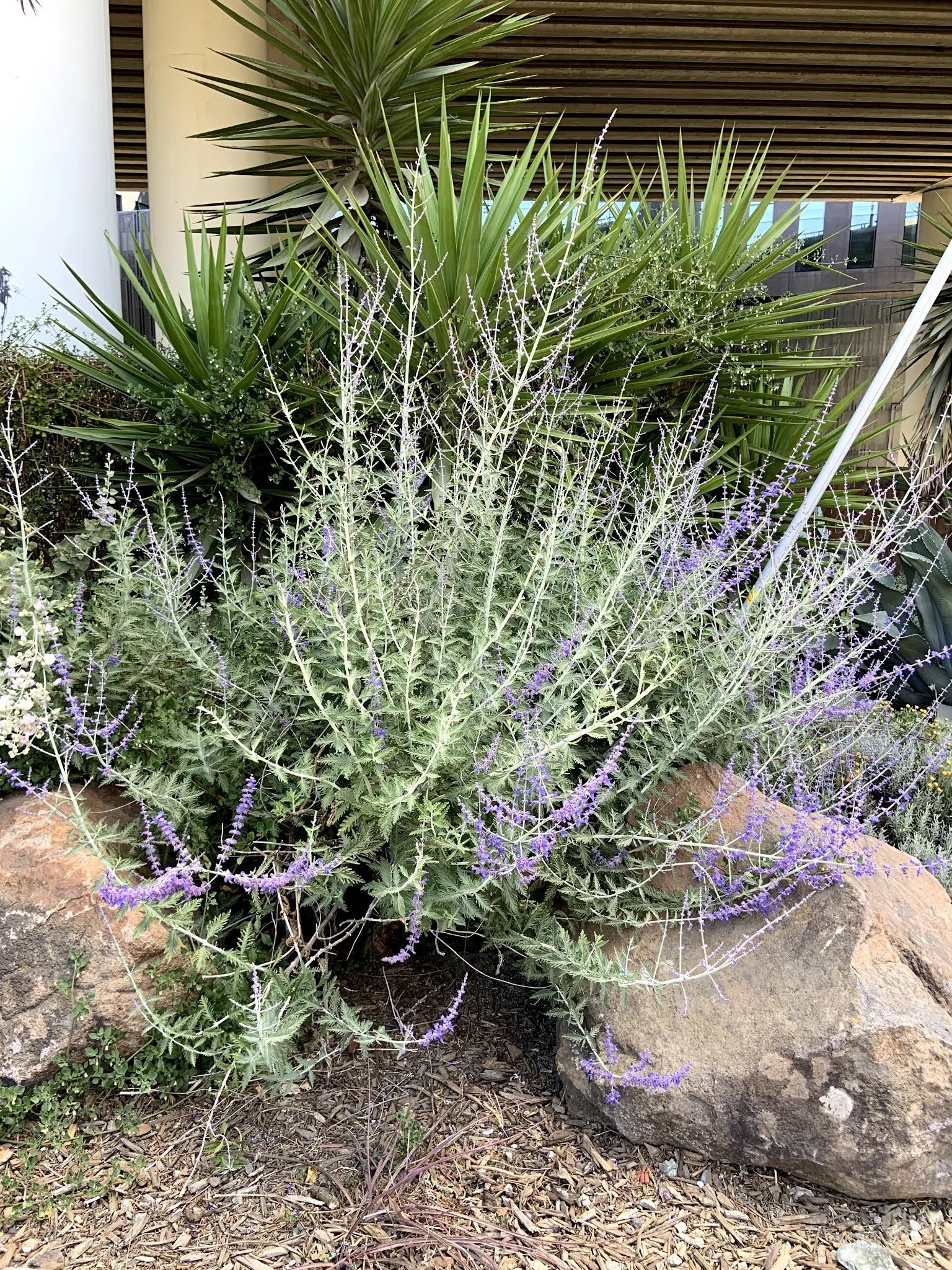 Plant Profile: Perovskia atriplicifolia aka Salvia yangii (Russian Sage)