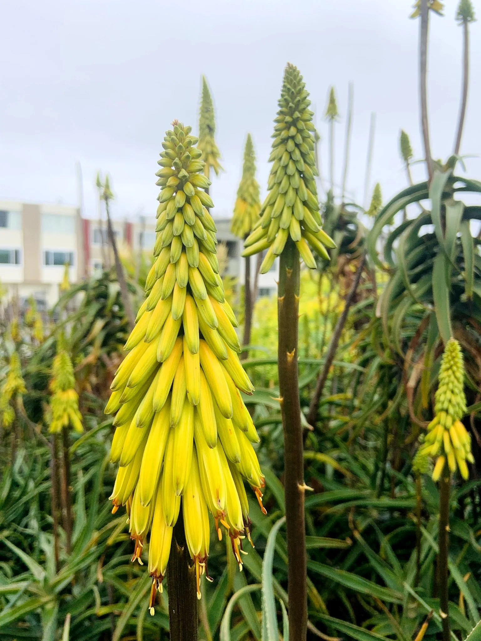 Plant Profile: Aloiampelos (Aloe) striatula