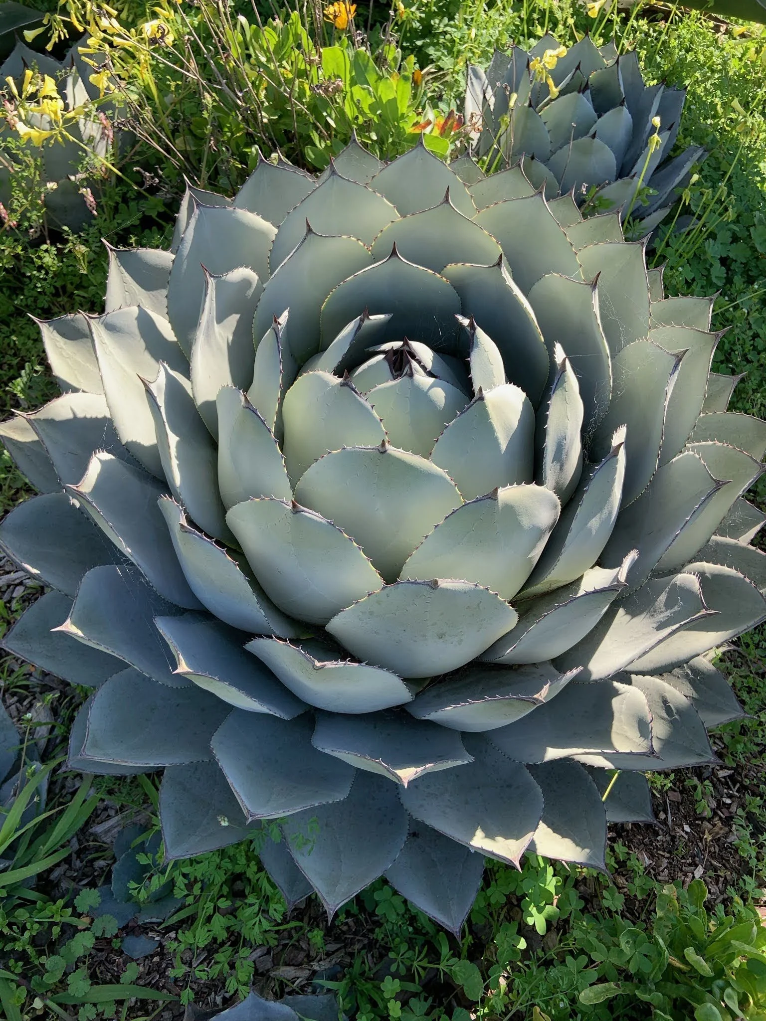 Plant Profile: Agave parryi var. truncata (Artichoke Agave)