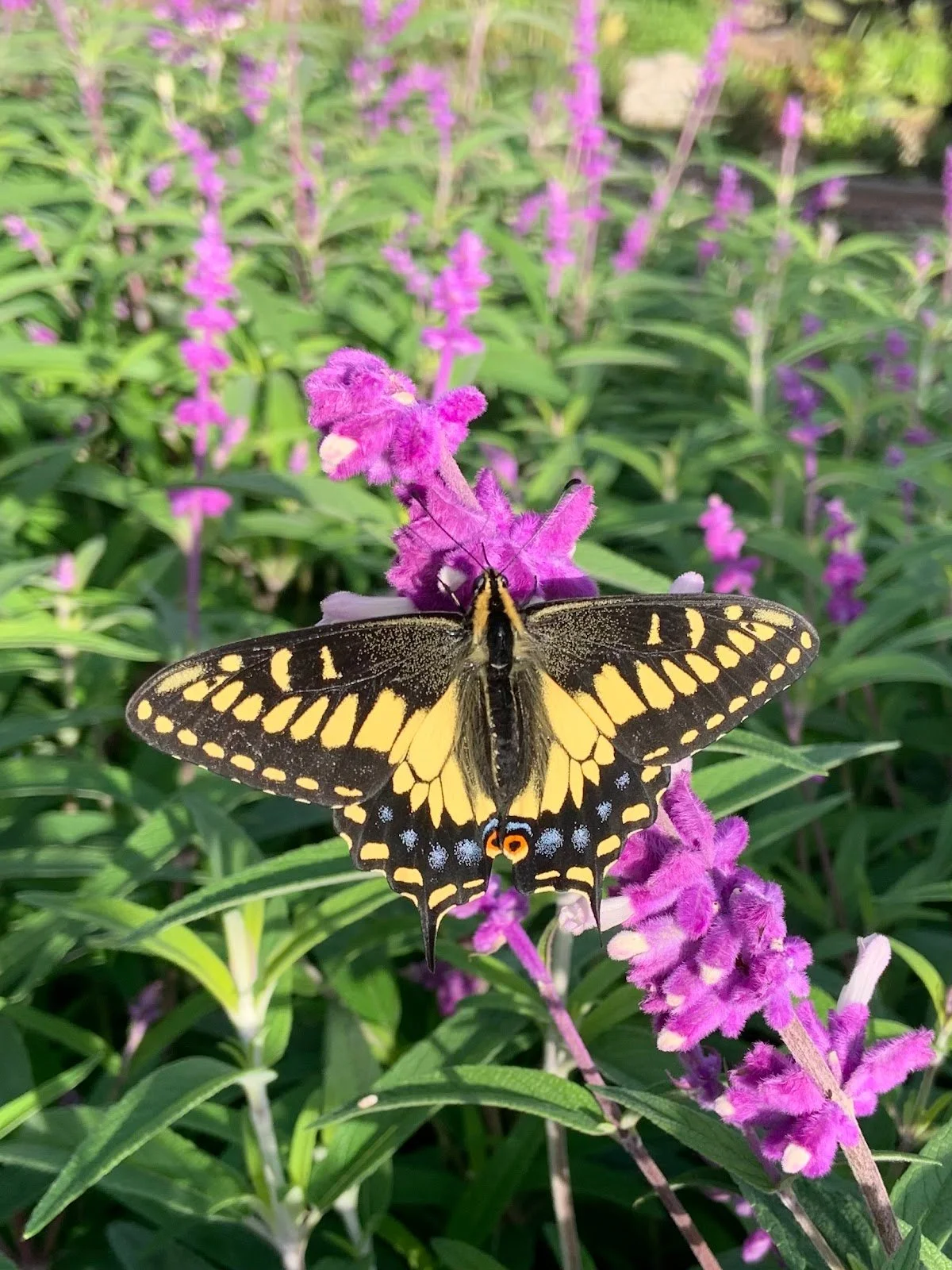 Wildlife Profile: Anise Swallowtail (Papilio zelicaon)