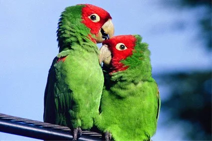 Wildlife profile: Red-Masked Parakeet