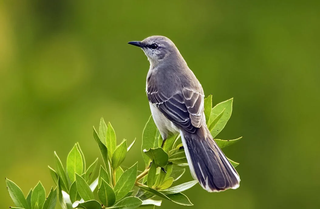 Wildlife Profiles: Western Mockingbird, Mimus polyglottos 