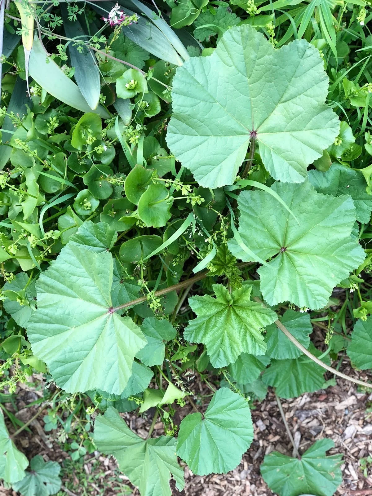 Weed Profile: Malva