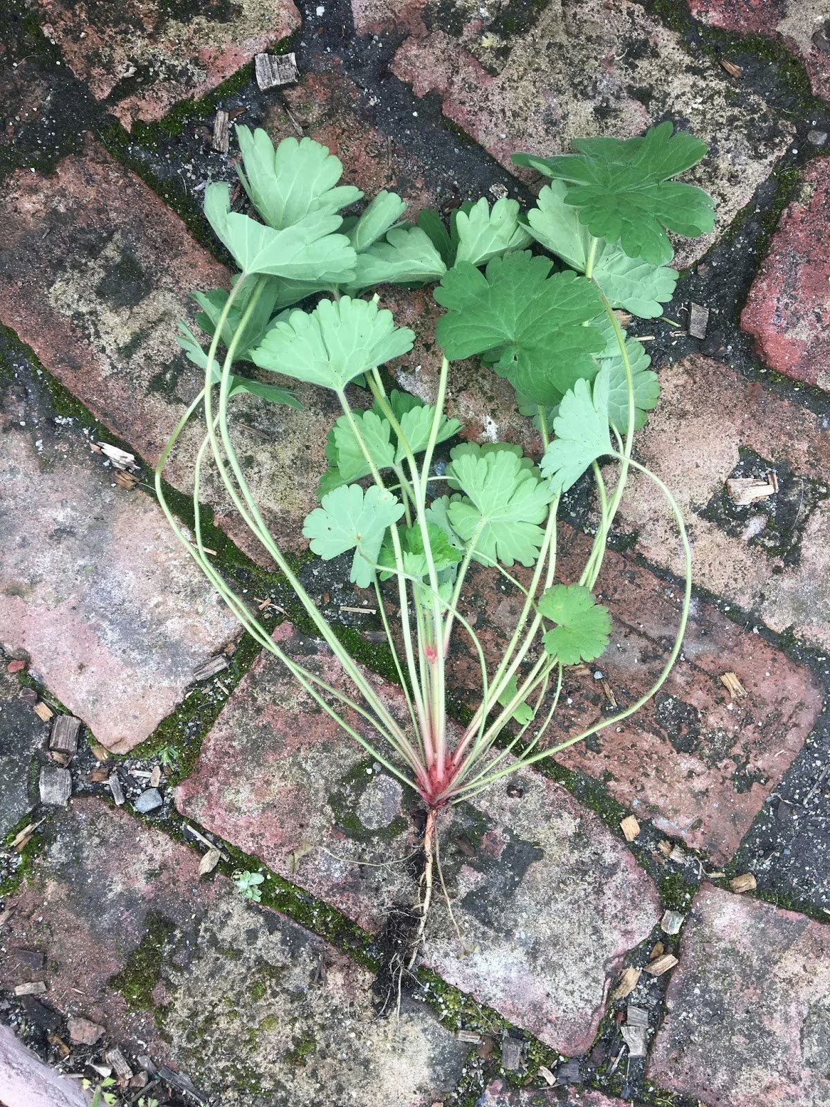 Weed Profile: Dove's Foot Cranesbill (Geranium molle)