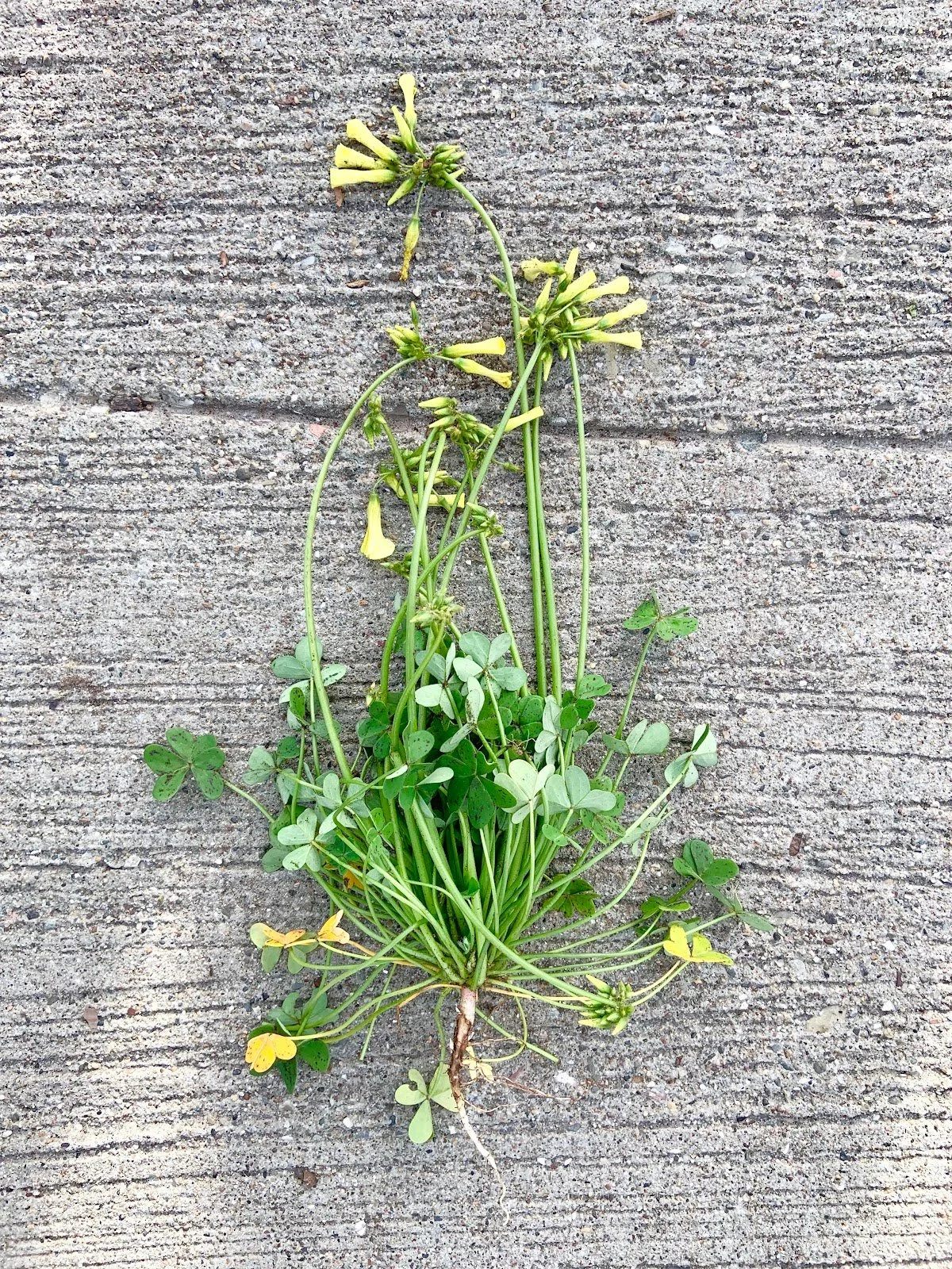 Weed profile: Oxalis pes-caprae (Sourgrass)