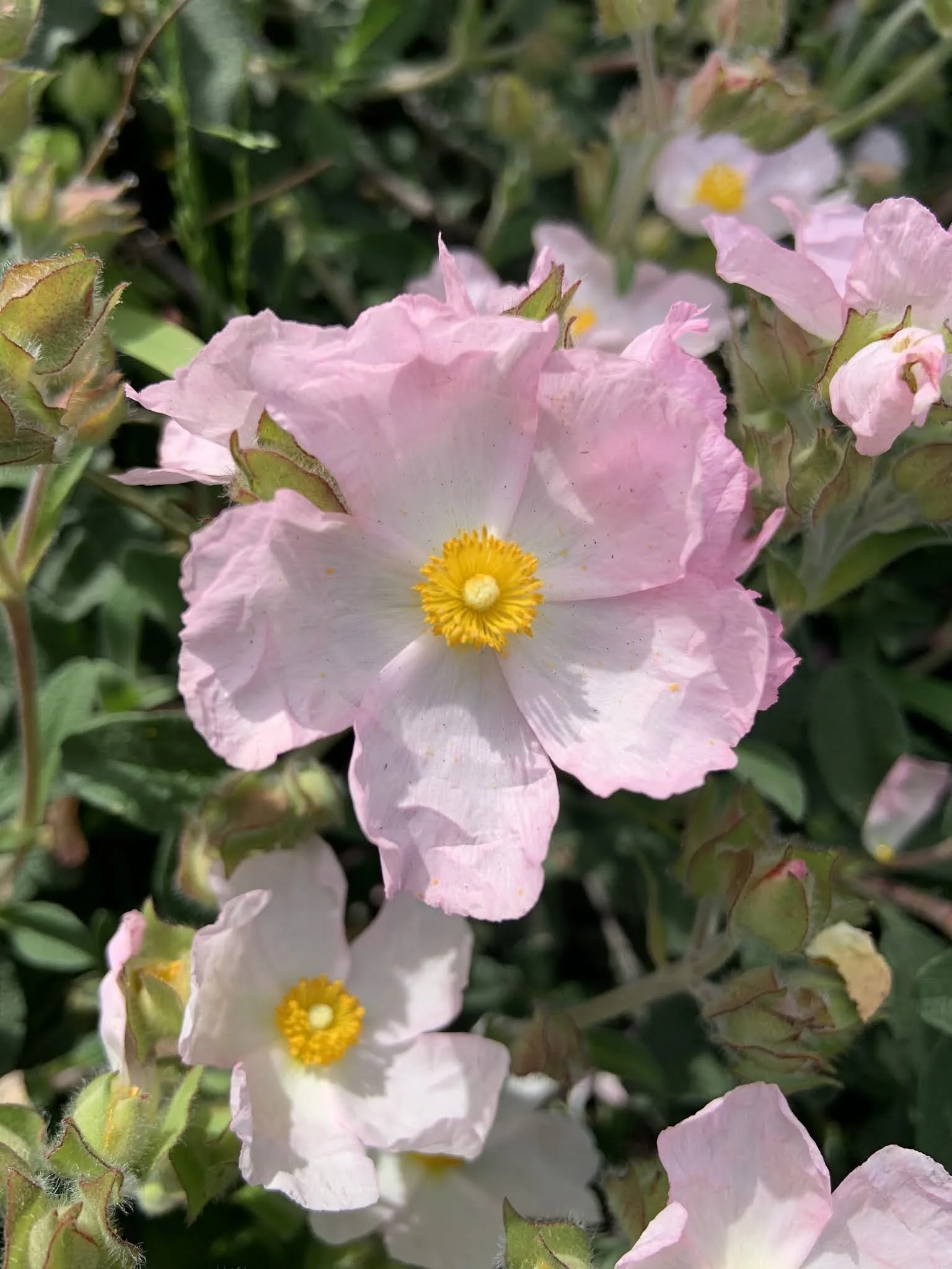 Plant Profile: Cistus x skanbergii (Pink Rockrose)