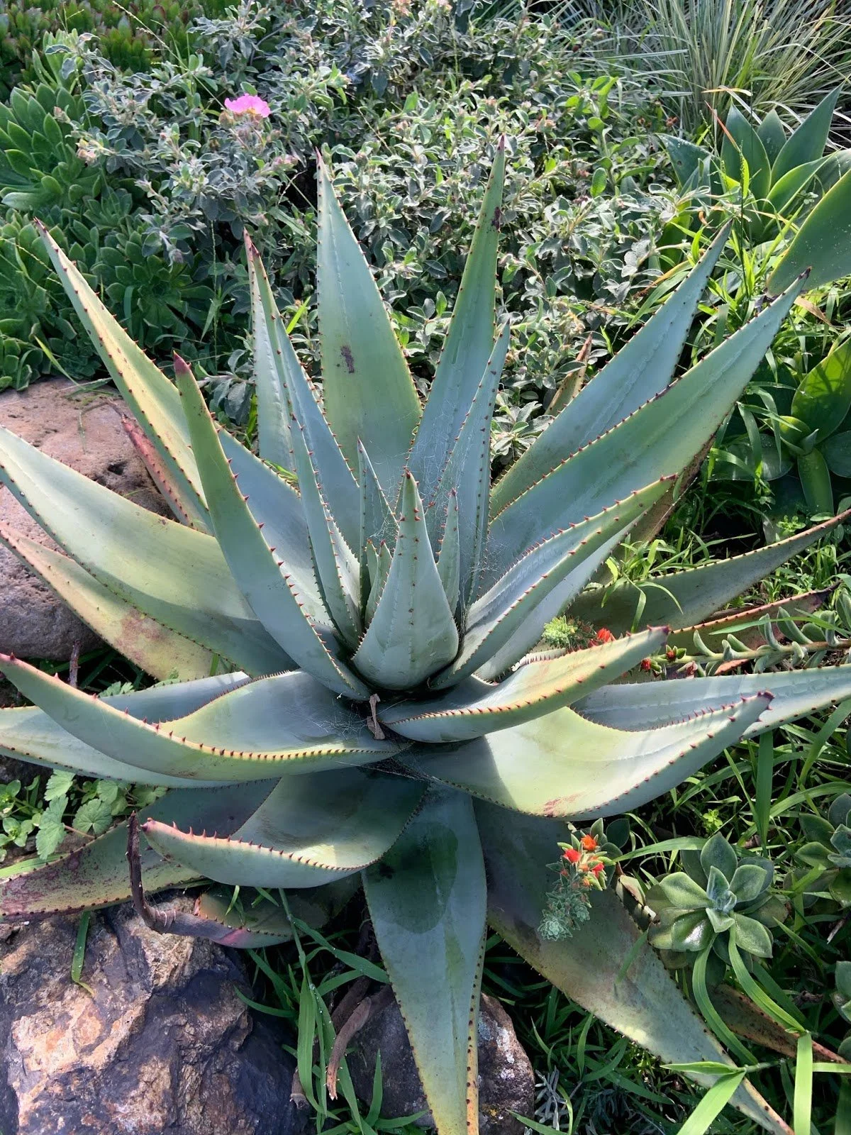 Plant Profile: Aloe reitzii (Reitz's Aloe)