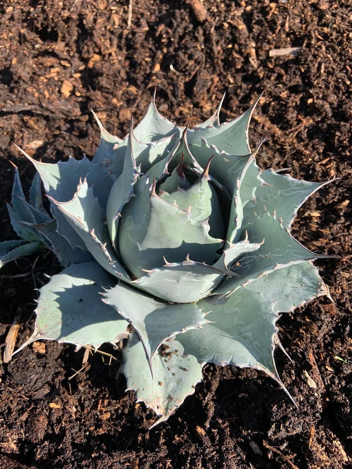 Plant Profile: Agave potatorum "Cameron's Blue"