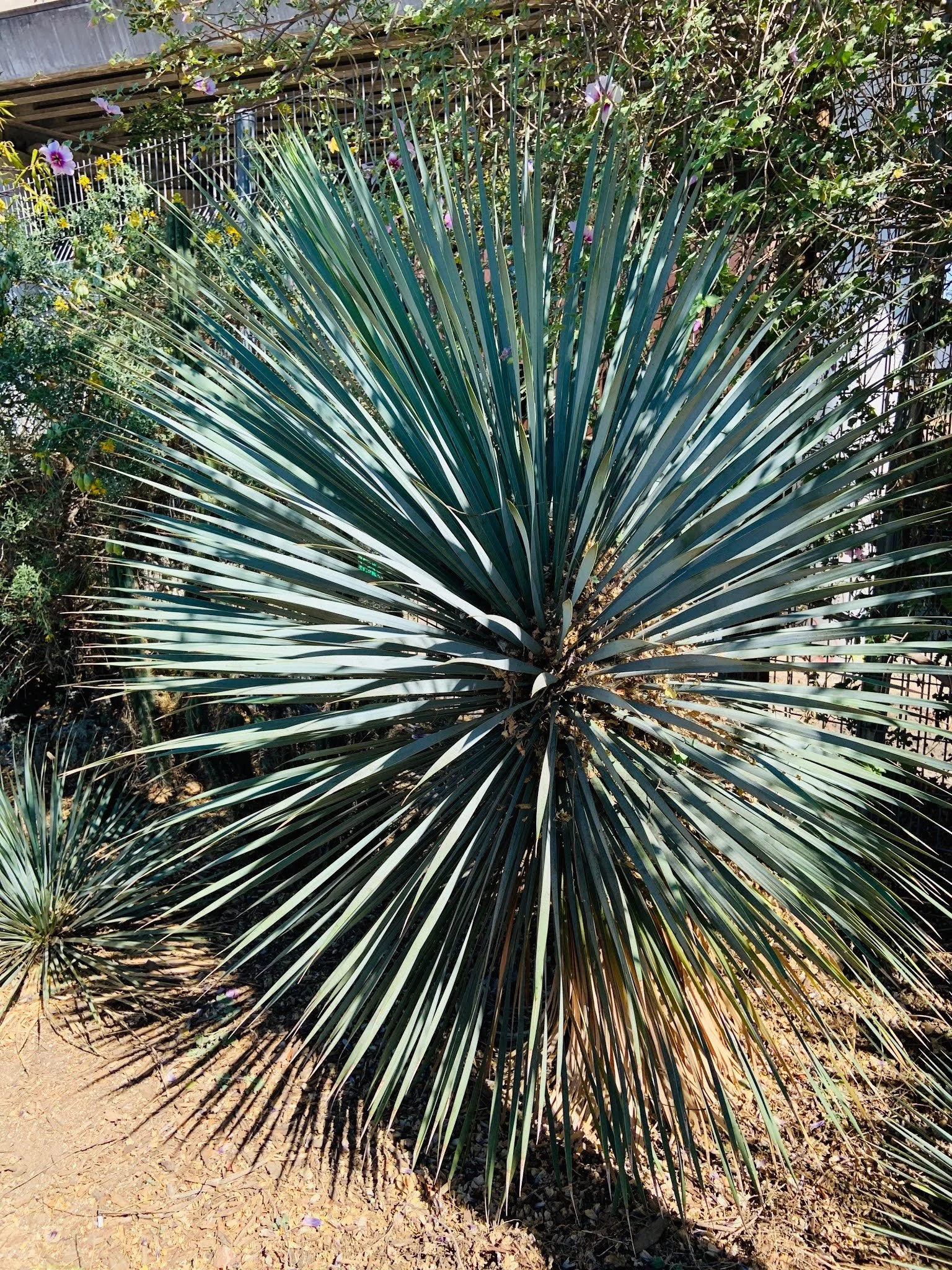 Plant Profile: Yucca rostrata