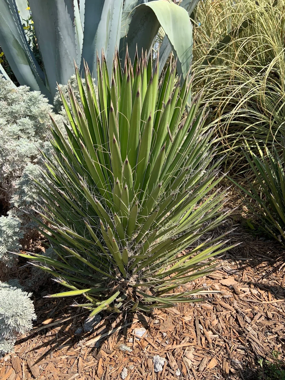 Plant Profile: Yucca filifera