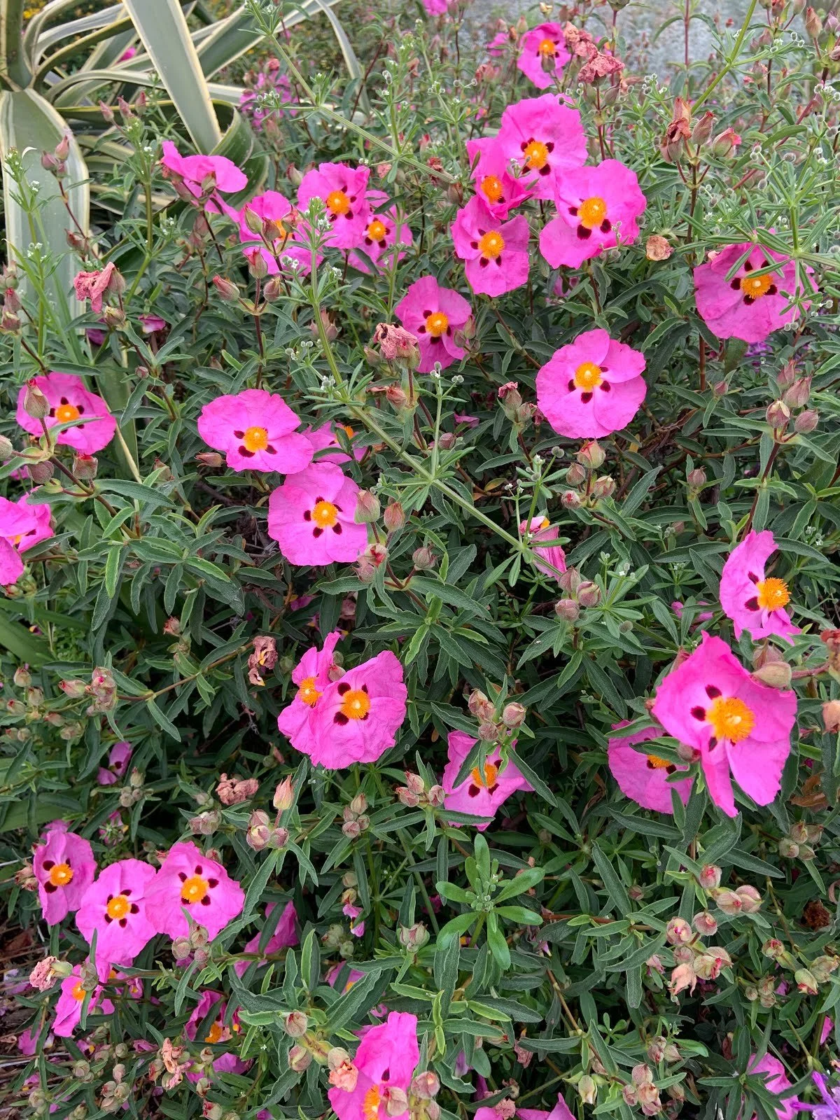 Plant Profile: Cistus purpureus (Orchid Rockrose)