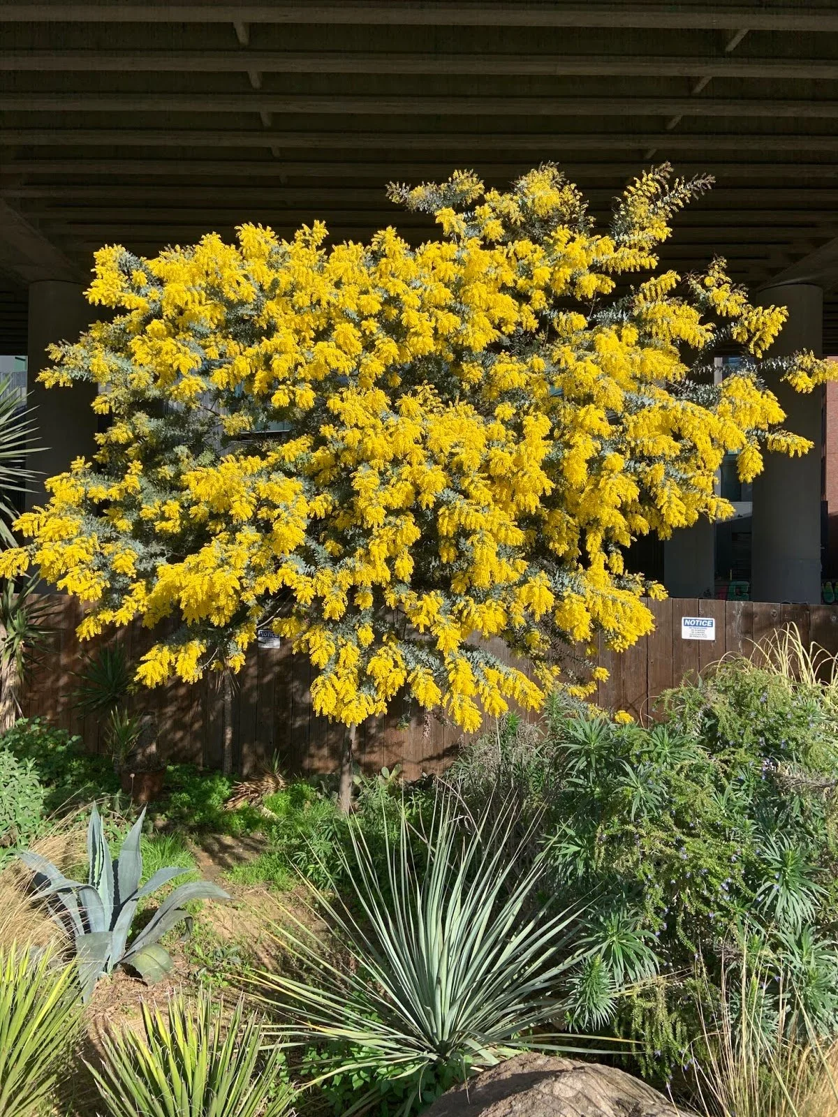 Plant Profile: Acacia baileyana