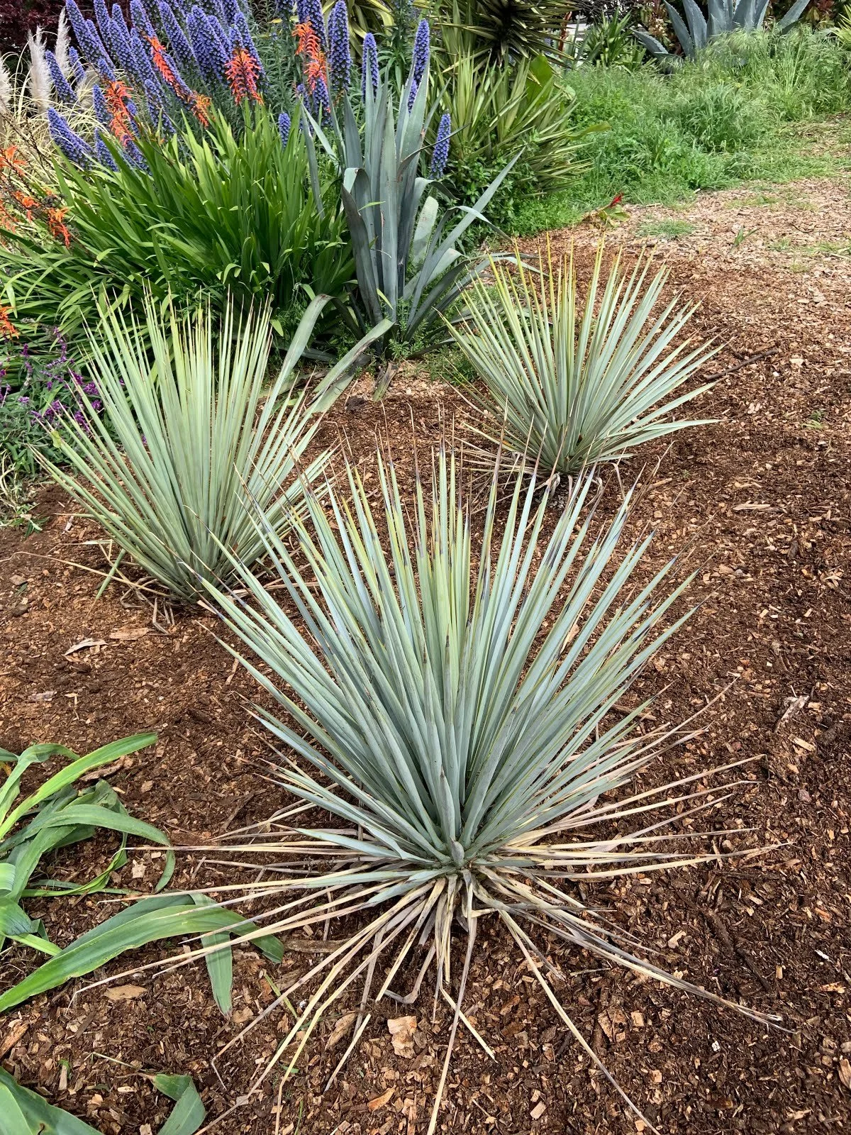 Plant Profile: Yucca rigida (Blue Yucca)