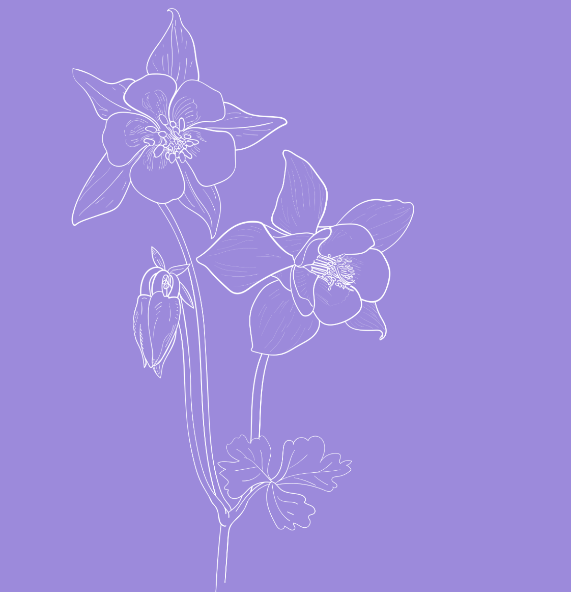 A line drawing of two columbine flowers with leaves on a purple background.