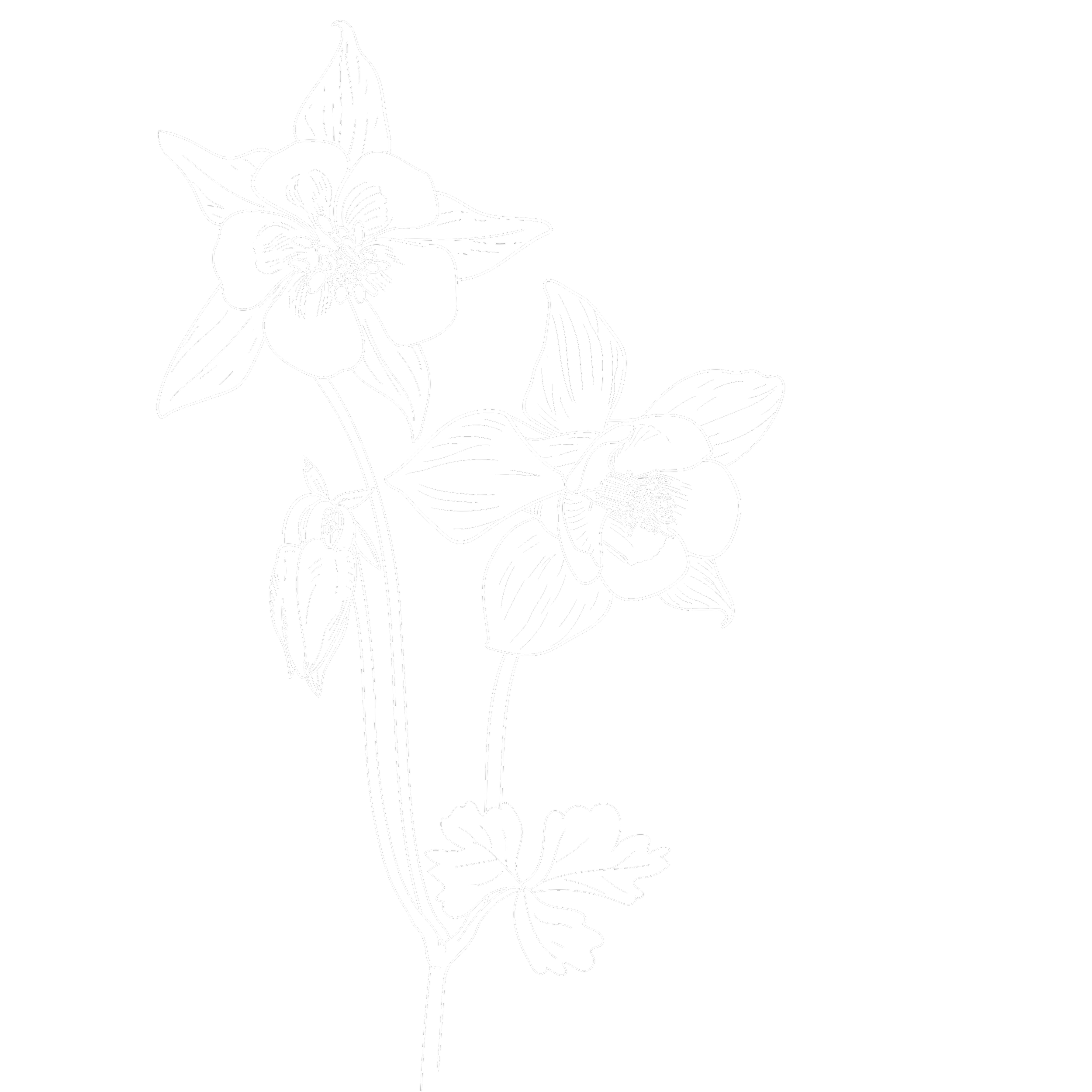 Line drawing of a flowering plant with large flowers, leaves, and a tall stem against a black background.