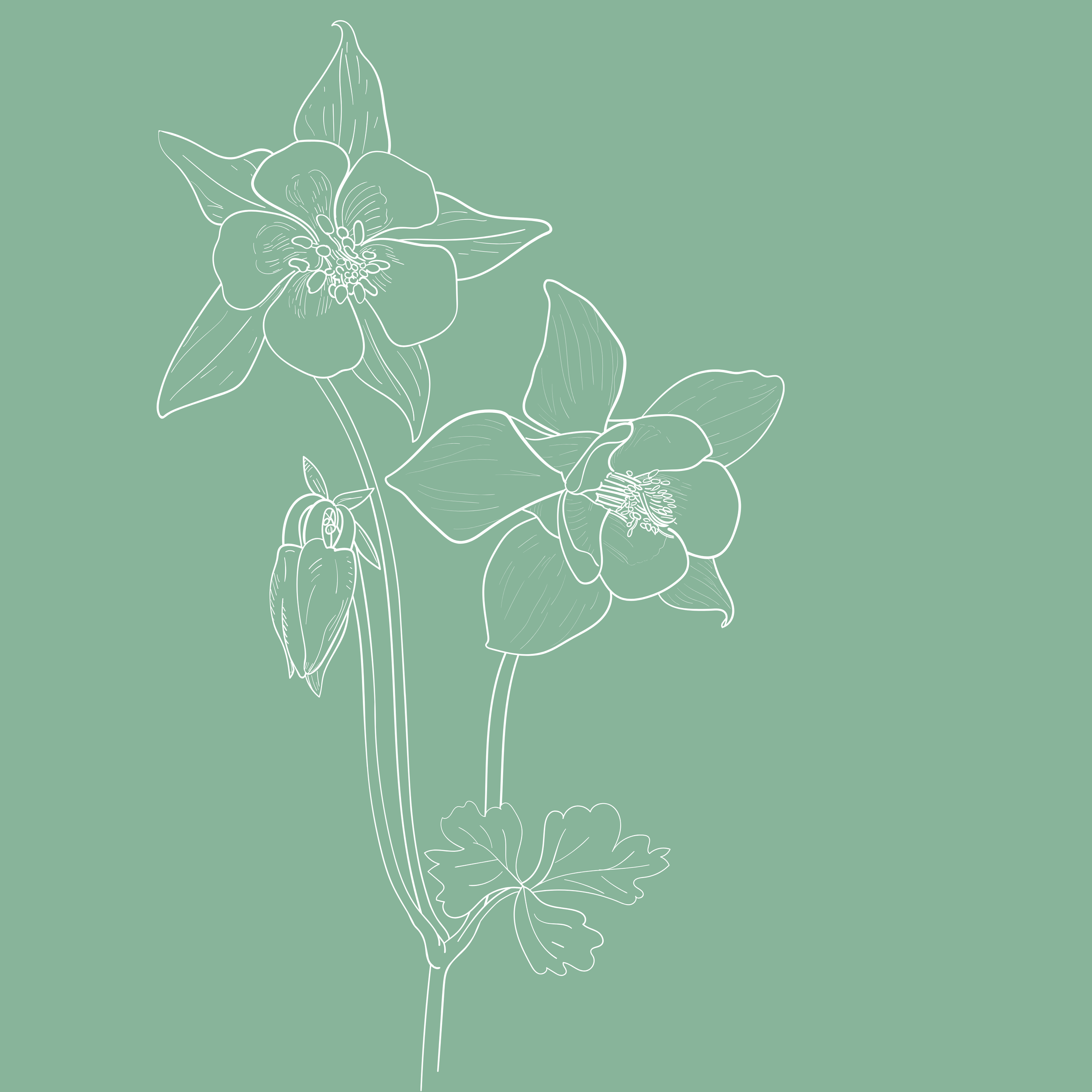 Outline drawing of a flower with long stem and broad petals on a muted green background.