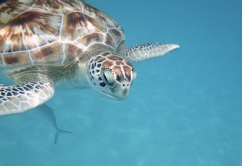 10 Things to Do on Barbados’ South Coast