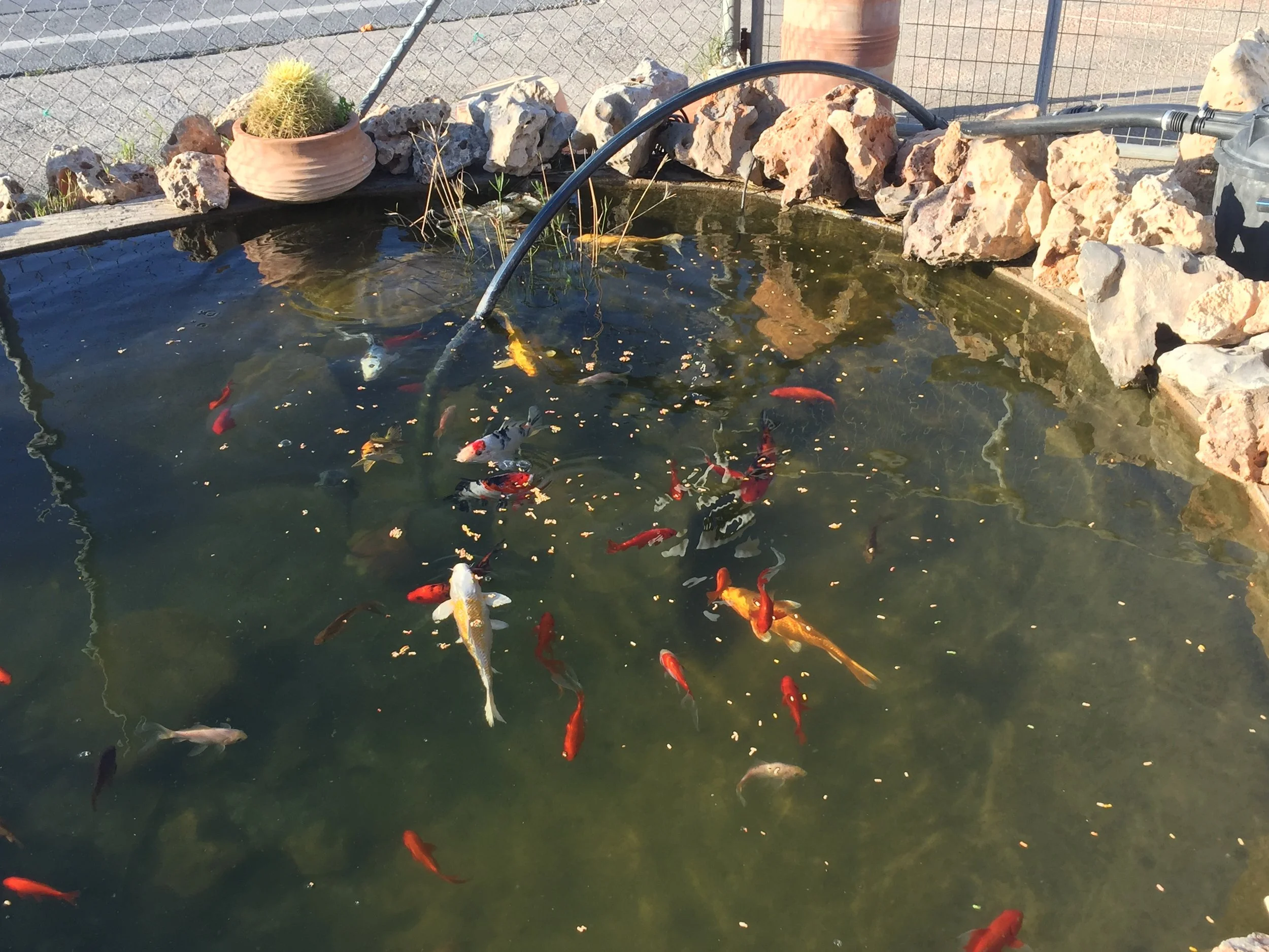 Koi fish swimming in a pond surrounded by rocks, with a potted cactus and some plants on the pond's edge.