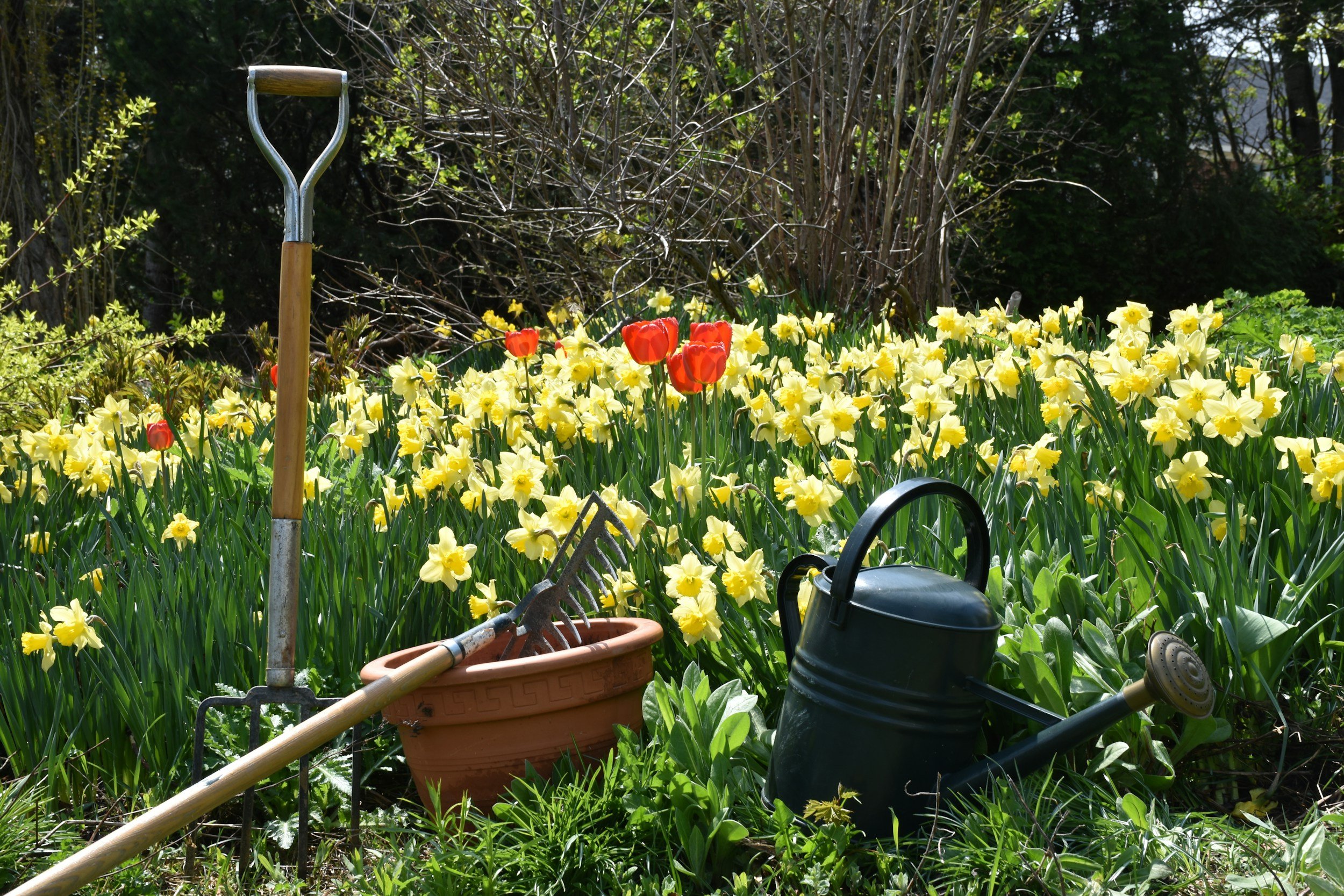 A garden bed with blooming yellow and red tulips surrounded by gardening tools including a shovel, rake, watering can, and a watering wand, with dense bushes and trees in the background.