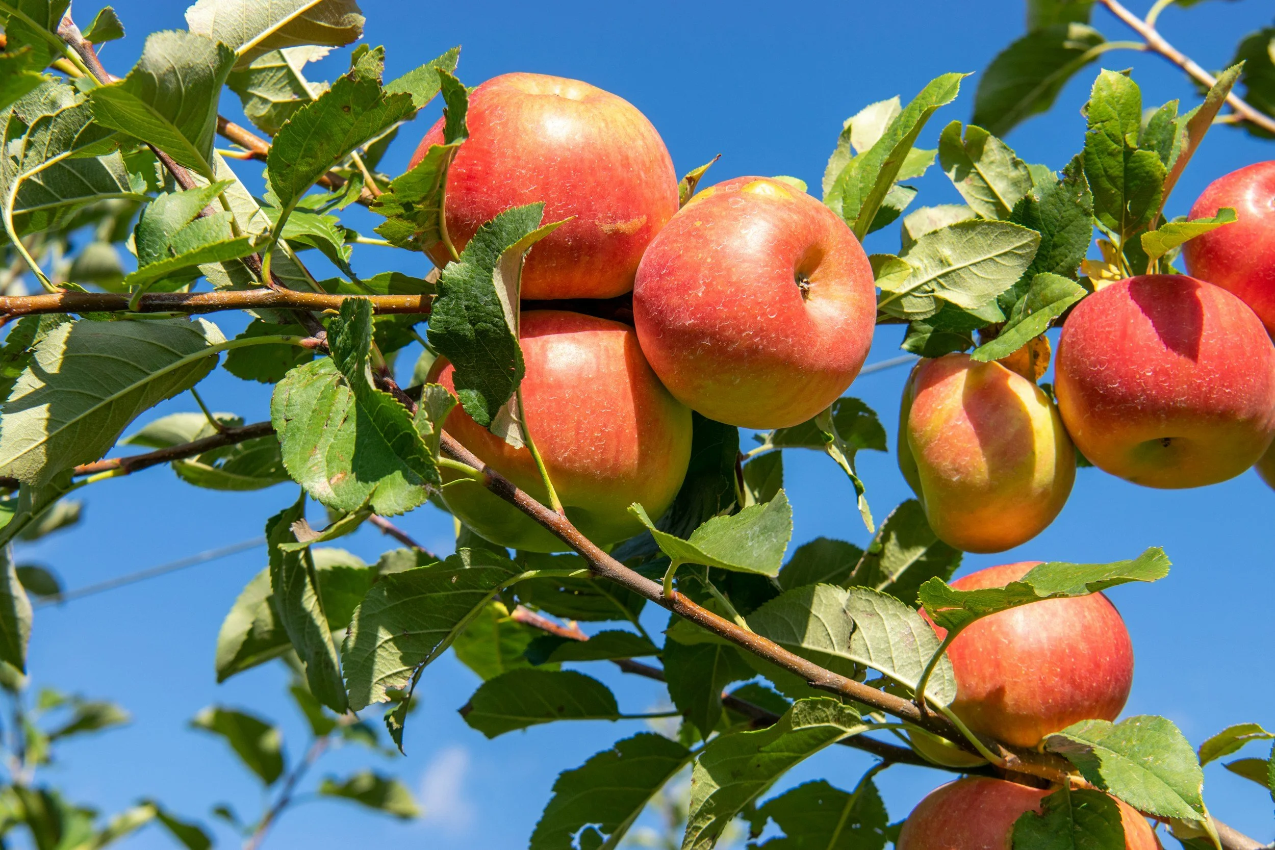 Fruit Trees