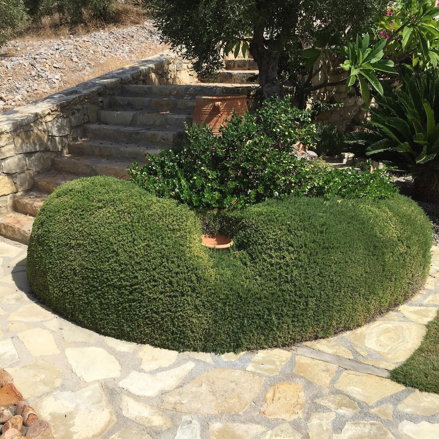 Circular hedge garden with a potted plant in the center, surrounded by bushes, a tree, and stone stairs in the background.