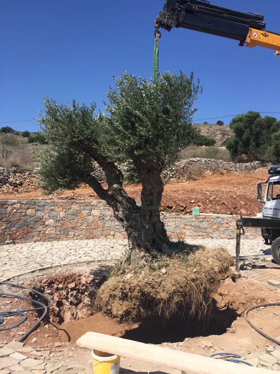 A tree being lifted by a crane during landscaping work in a sunny outdoor area with a clear blue sky.