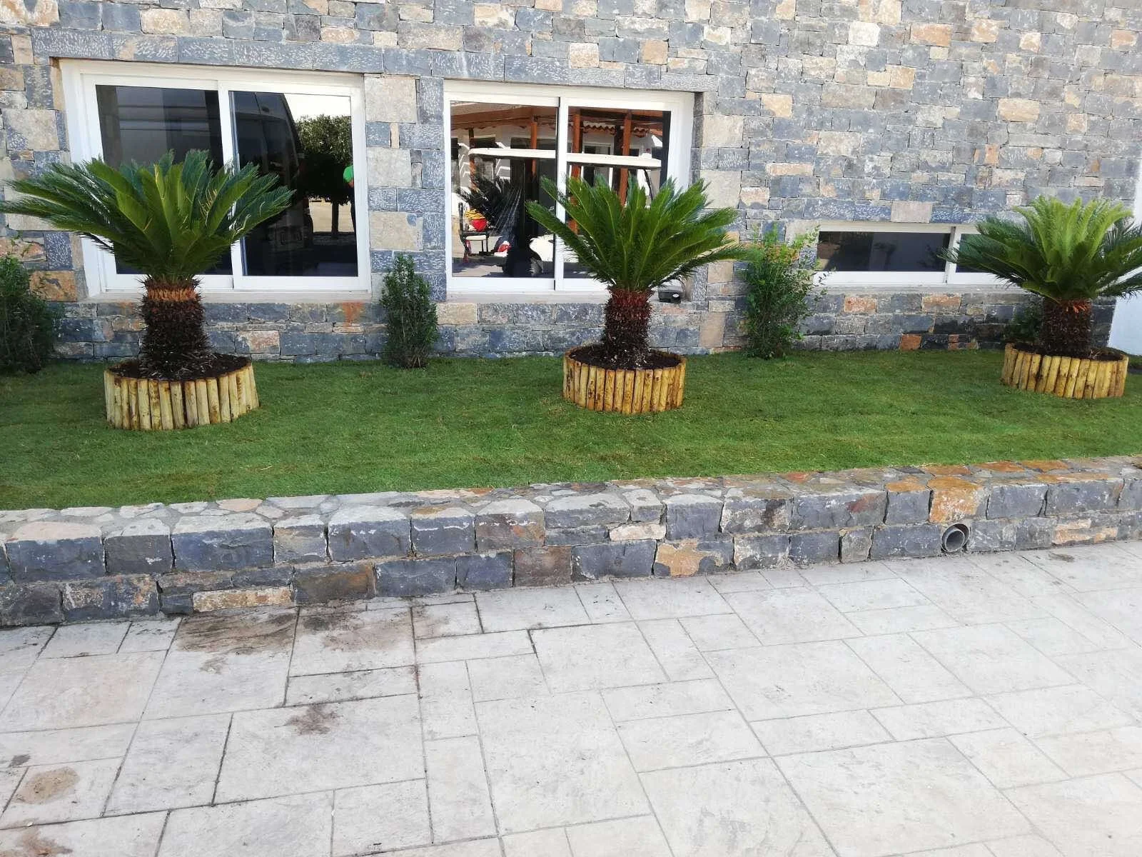 Three potted palm trees in wooden planters are lined up in front of a stone house with a grassy yard and two windows, one sliding with a reflection and one smaller, with a stone border and a drain pipe on the ground.