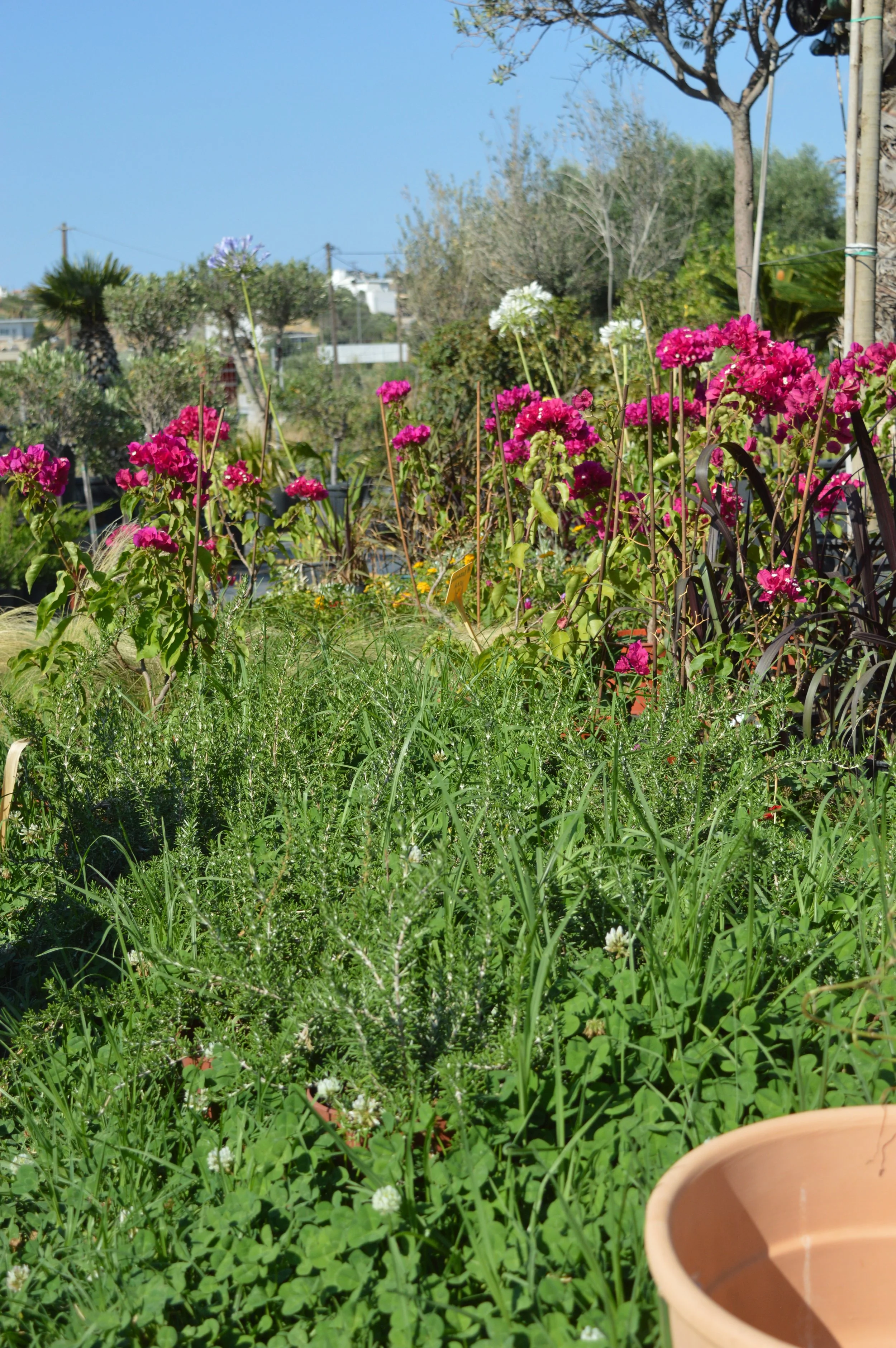 Welcoming Garden - Bright garden scene with pink and white flowers, green grass, and trees under a clear blue sky, with part of a terracotta flowerpot visible in the bottom right corner.