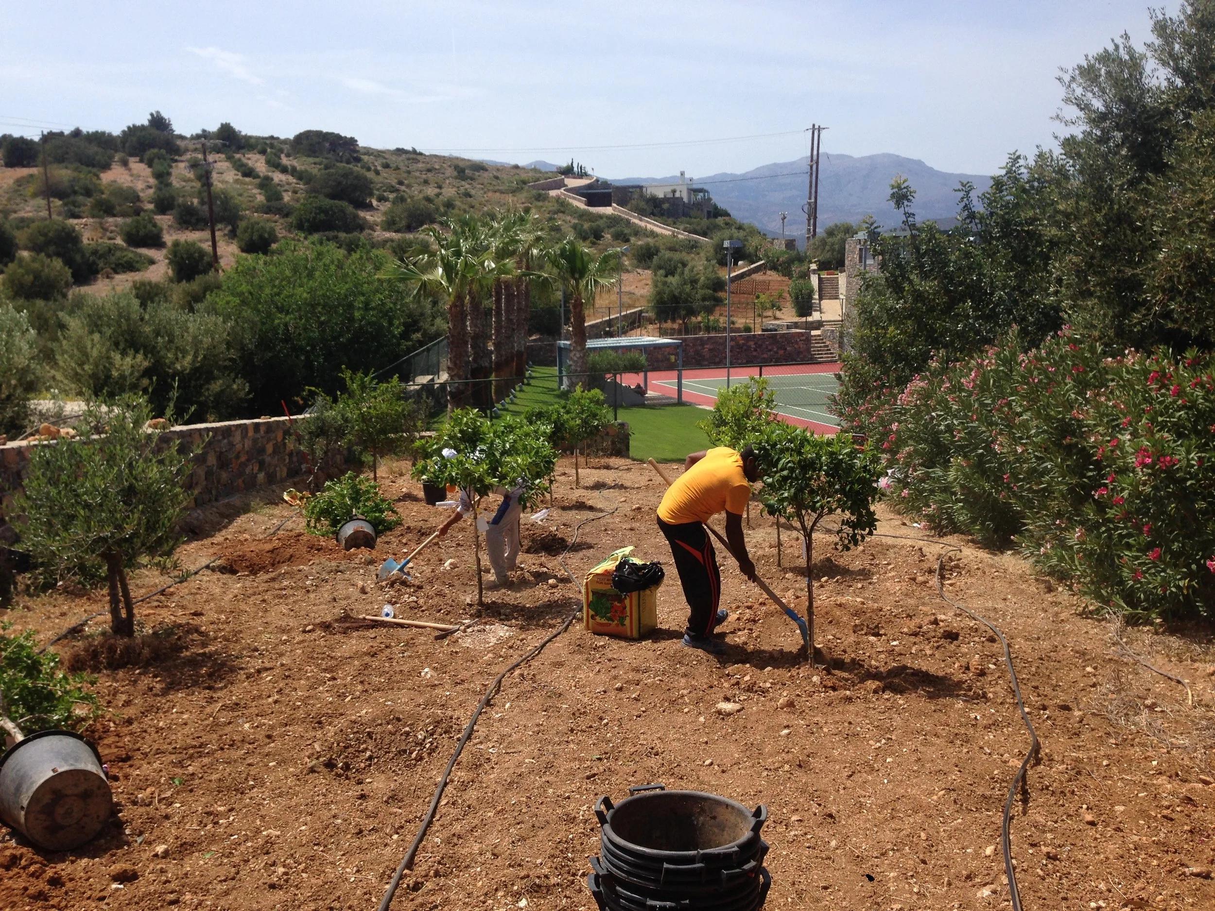 People planting trees in a dirt area with irrigation hoses, with hillside houses and mountains in the background.