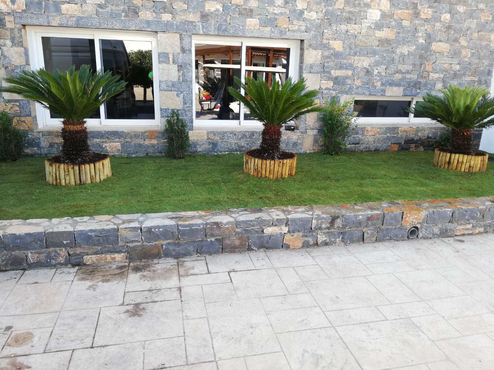 Three potted sago palm trees with large green fronds in round wooden planters are evenly spaced along a lawn in front of a stone masonry house wall with two windows. The lawn is bordered by a stone retaining wall and a paved sidewalk.