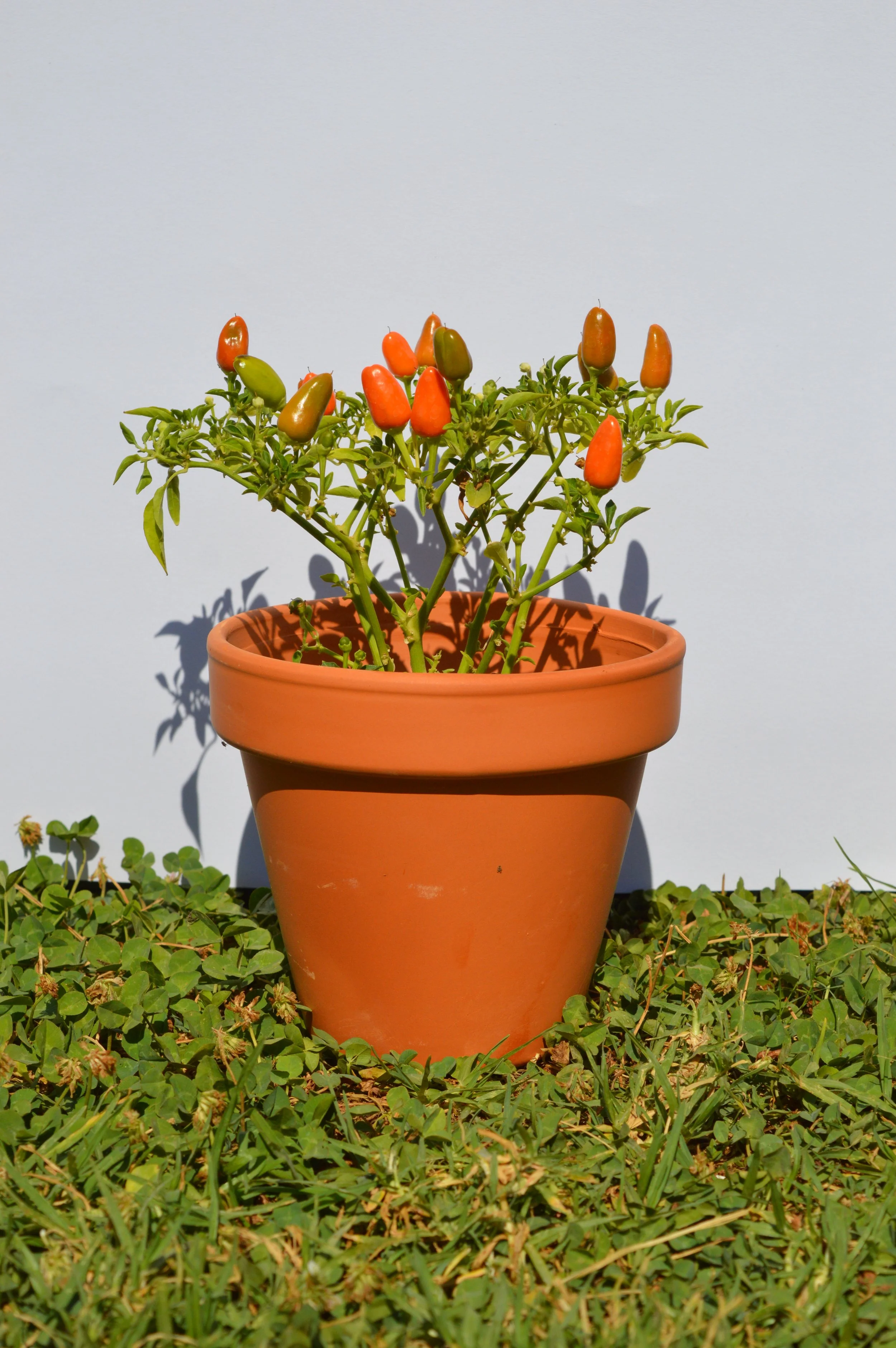 Outdoor Plants