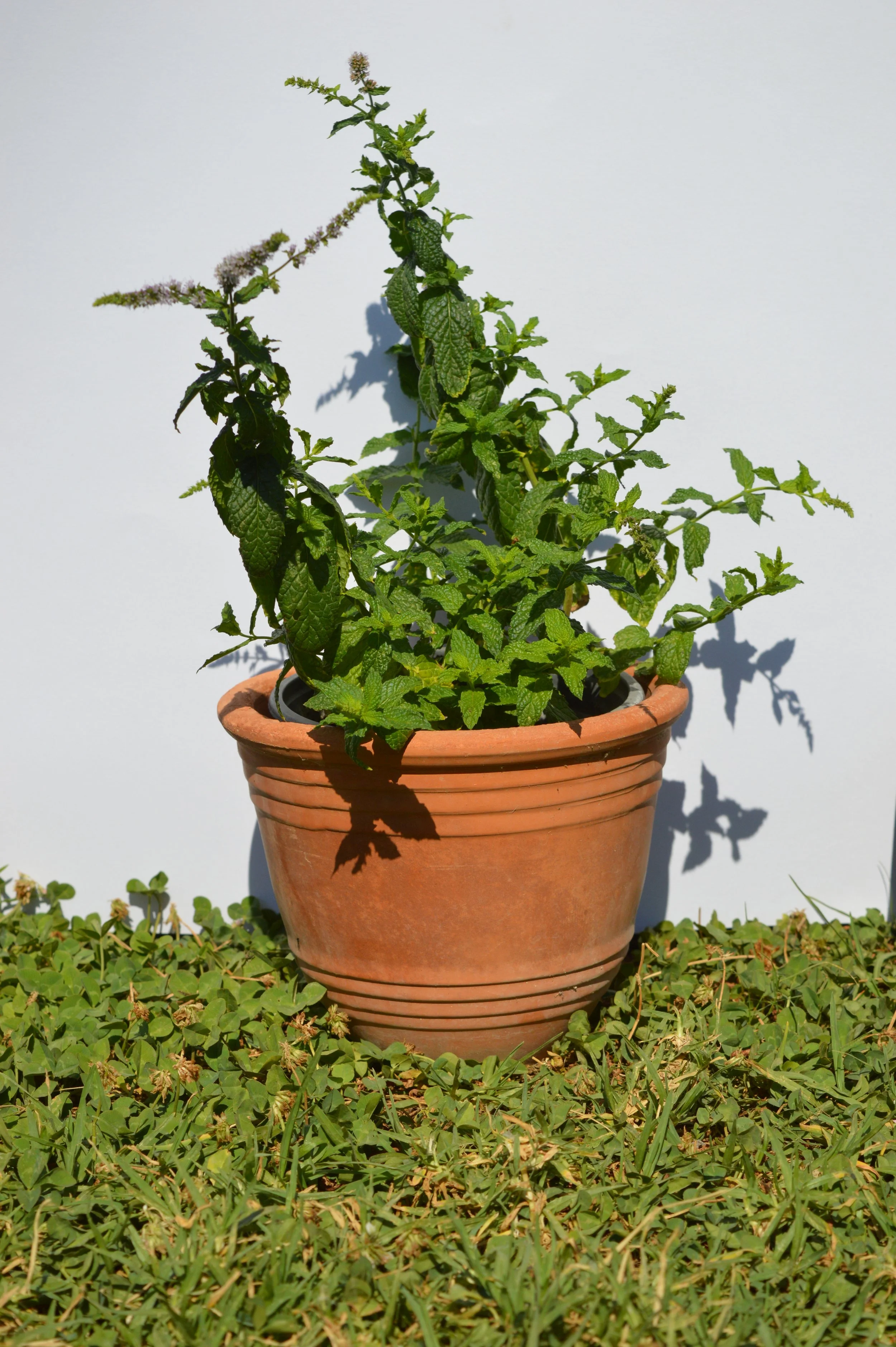 Aromatic & Mediterranean Plants