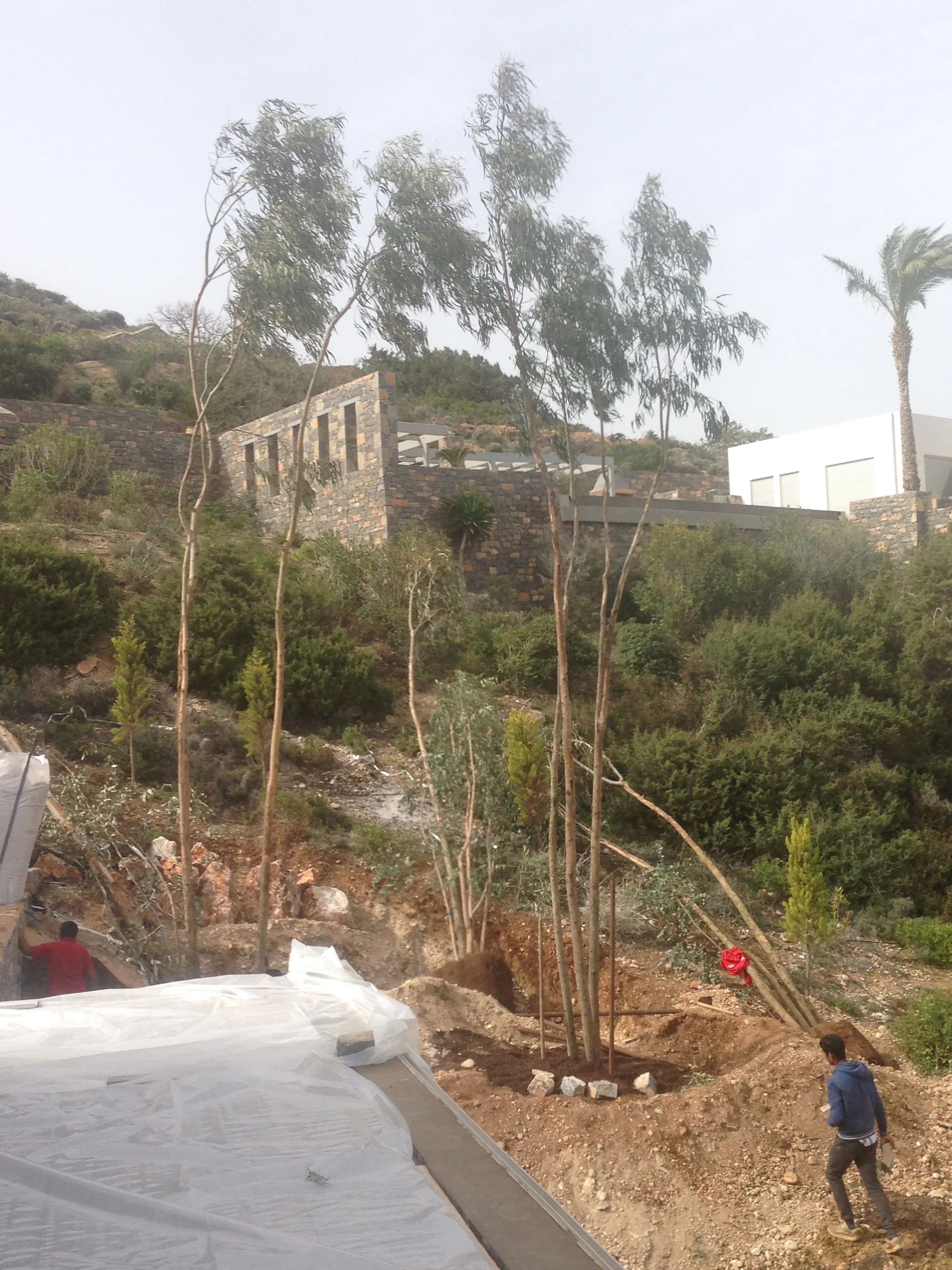 Construction site with trees on a hillside, workers, some covered with plastic, and modern buildings in the background.