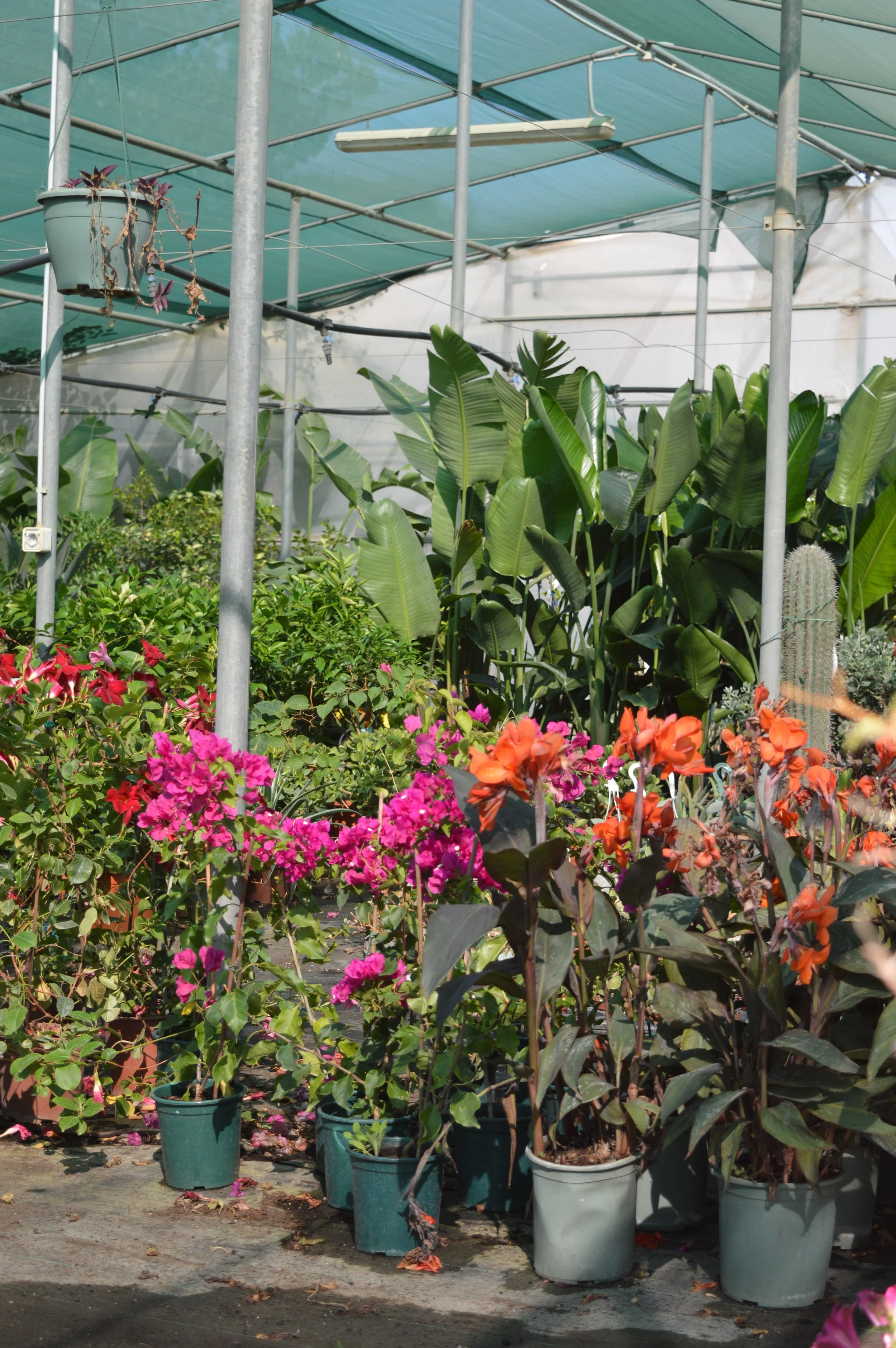 A greenhouse with metal framing and translucent roof panels, containing potted plants including a cactus and colorful flowering plants like bougainvillea. The floor appears to be concrete with some fallen petals and leaves.