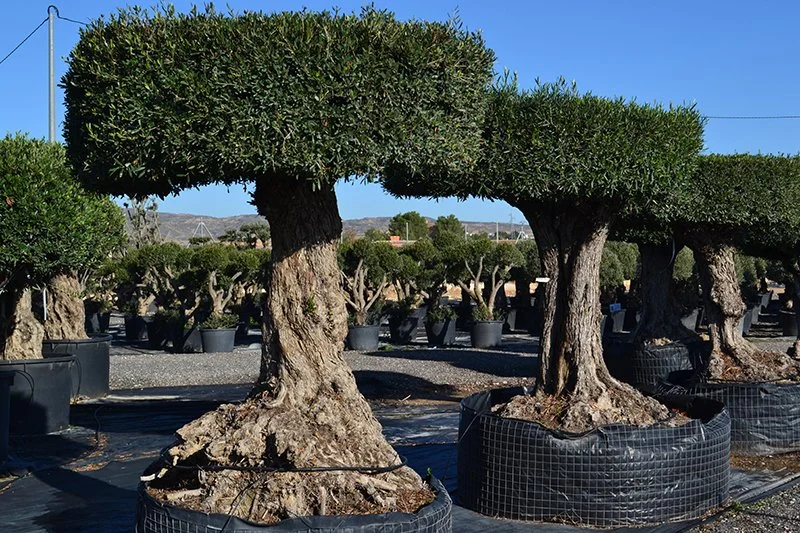 Rows of trimmed trees in large black pots at a nursery, with a clear blue sky and distant hills in the background.