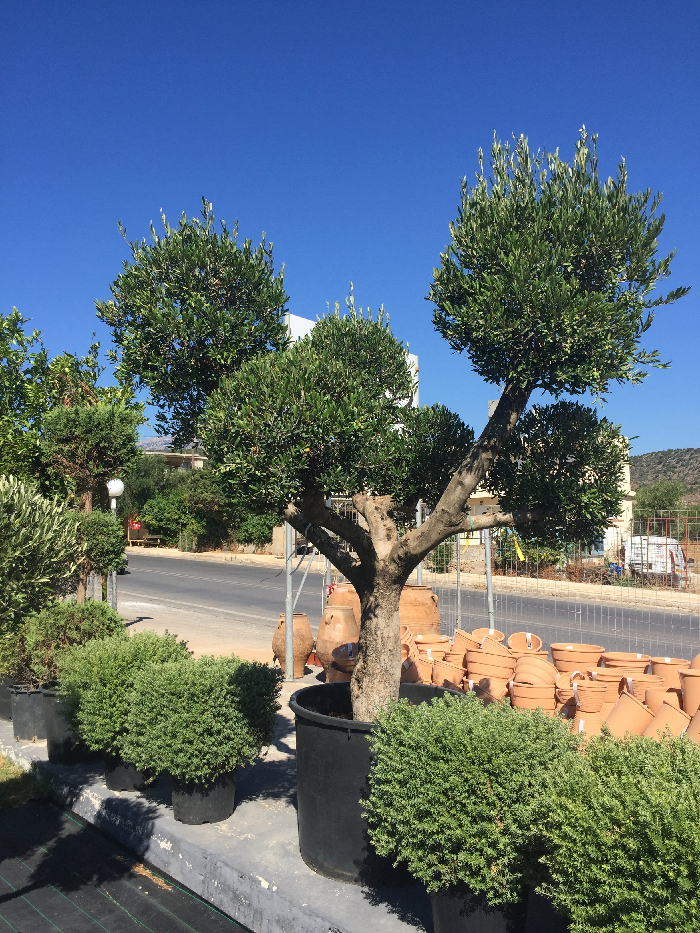 A parking lot filled with various potted green plants and trees. In the foreground, large black pots contain bushy green shrubs. A tree with a twisted trunk and lush leaves is also planted in a black pot. Behind the trees, there are many terracotta p