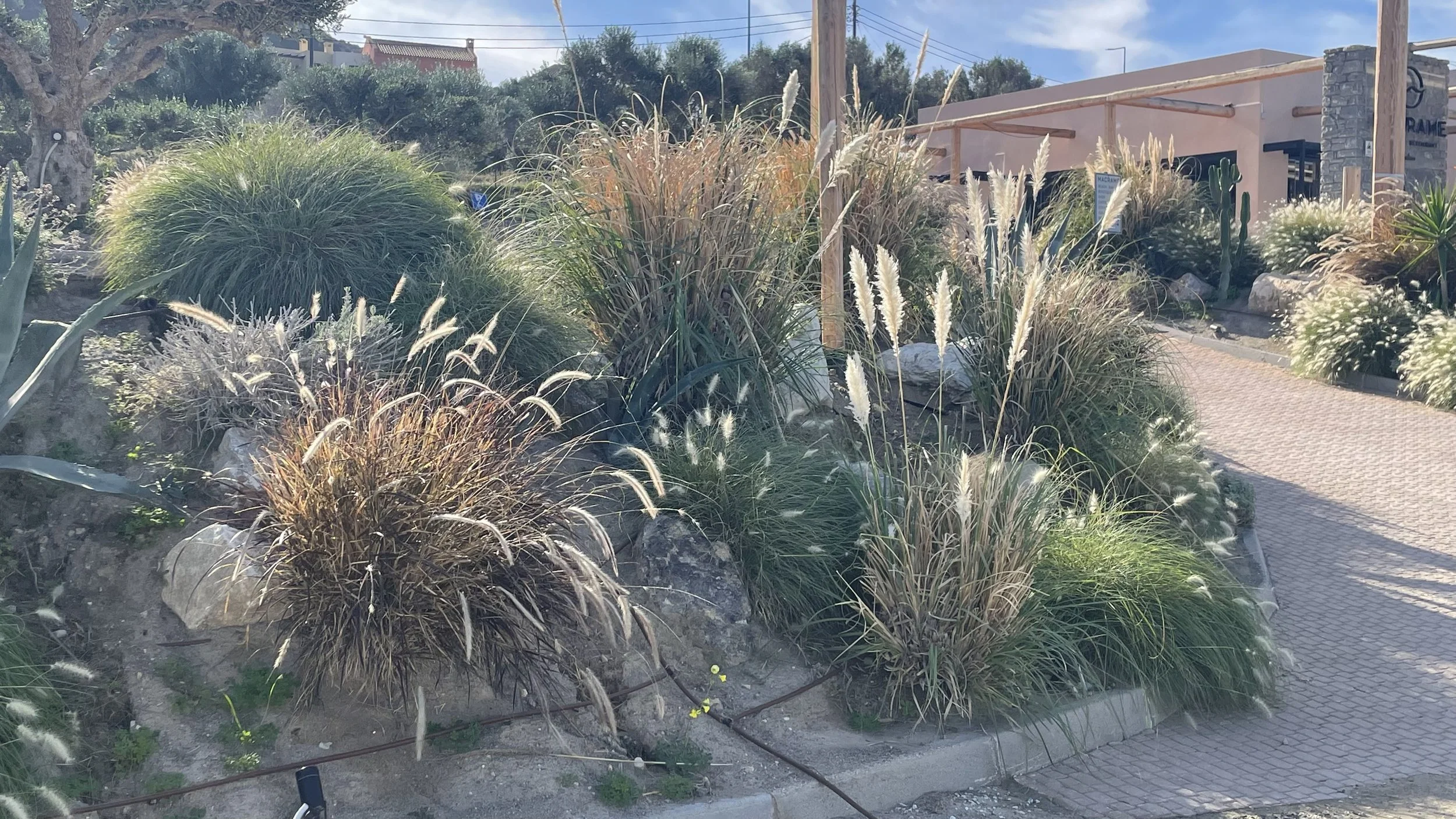 Landscape with various ornamental grasses and desert plants along a paved walkway, with a building and power lines in the background under a blue sky with some clouds.