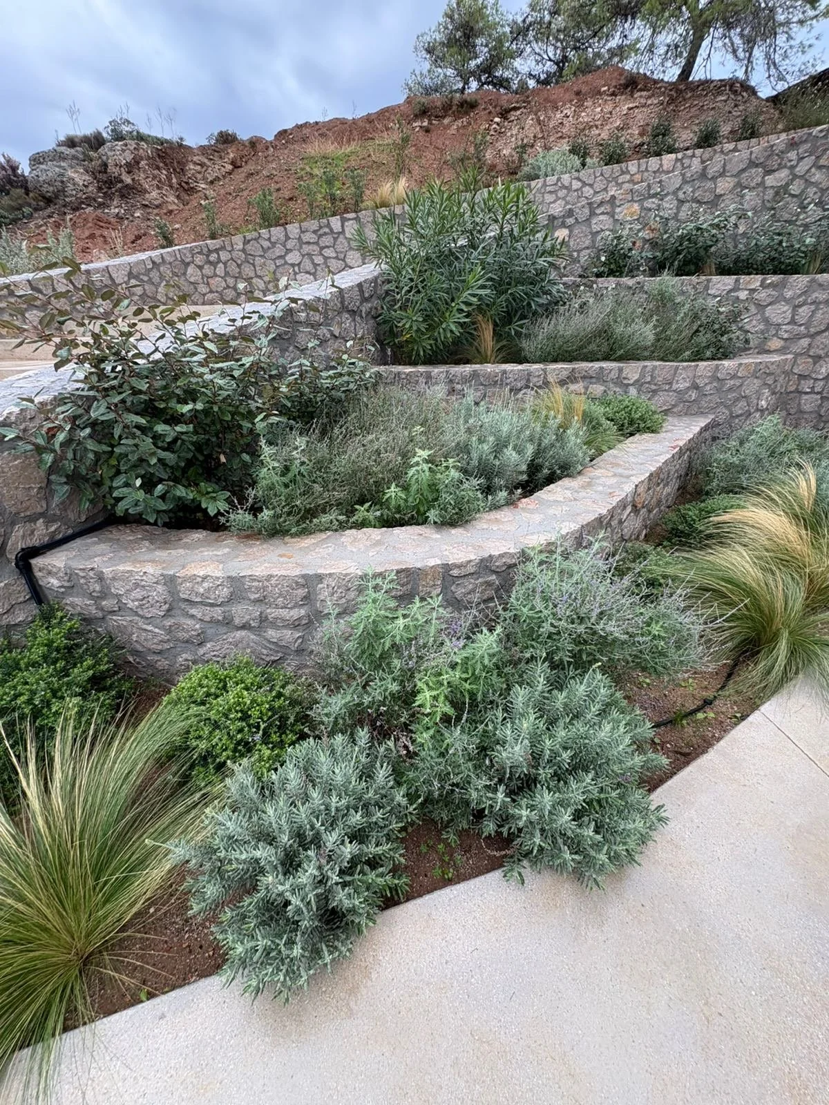 Tiered stone garden with various green plants and shrubs, next to a concrete sidewalk and a hillside with native vegetation.